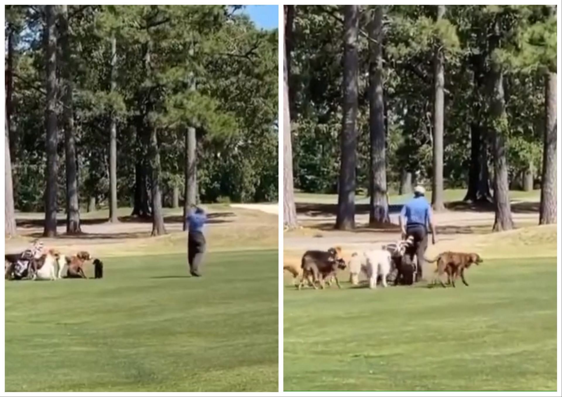 A man was seen playing the round of golf while his dogs watching him and then following him on the course