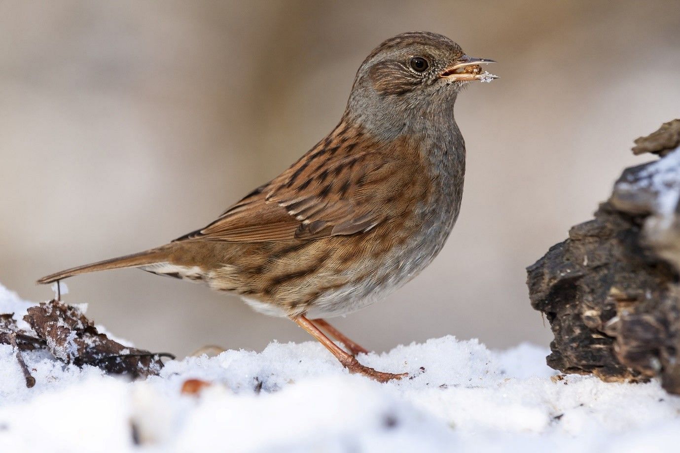 First cases of bird flu in Antarctica (Image from Wirestock on Freepik)