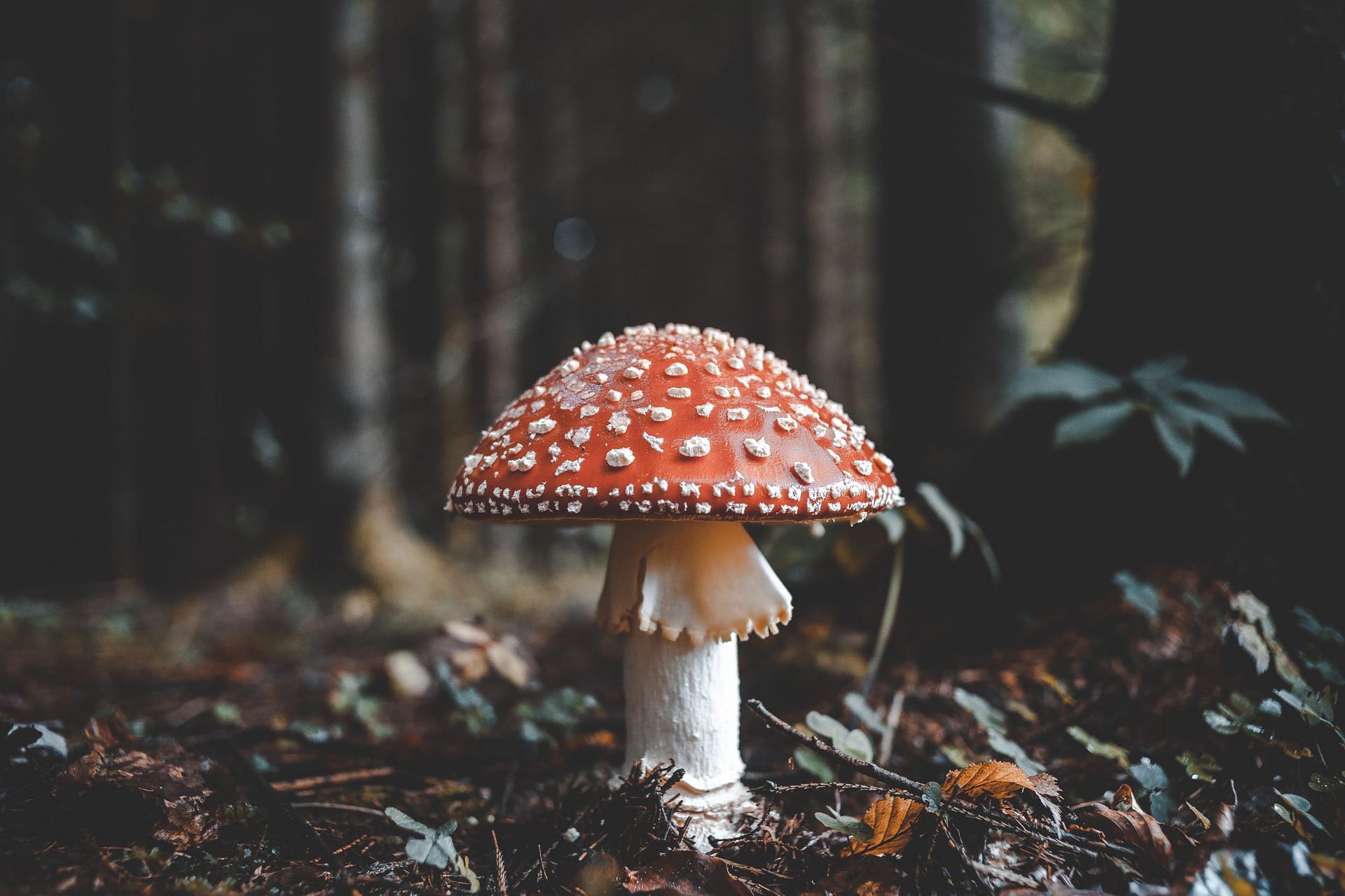 Healthy fungi (Image via Unsplash/Florian)
