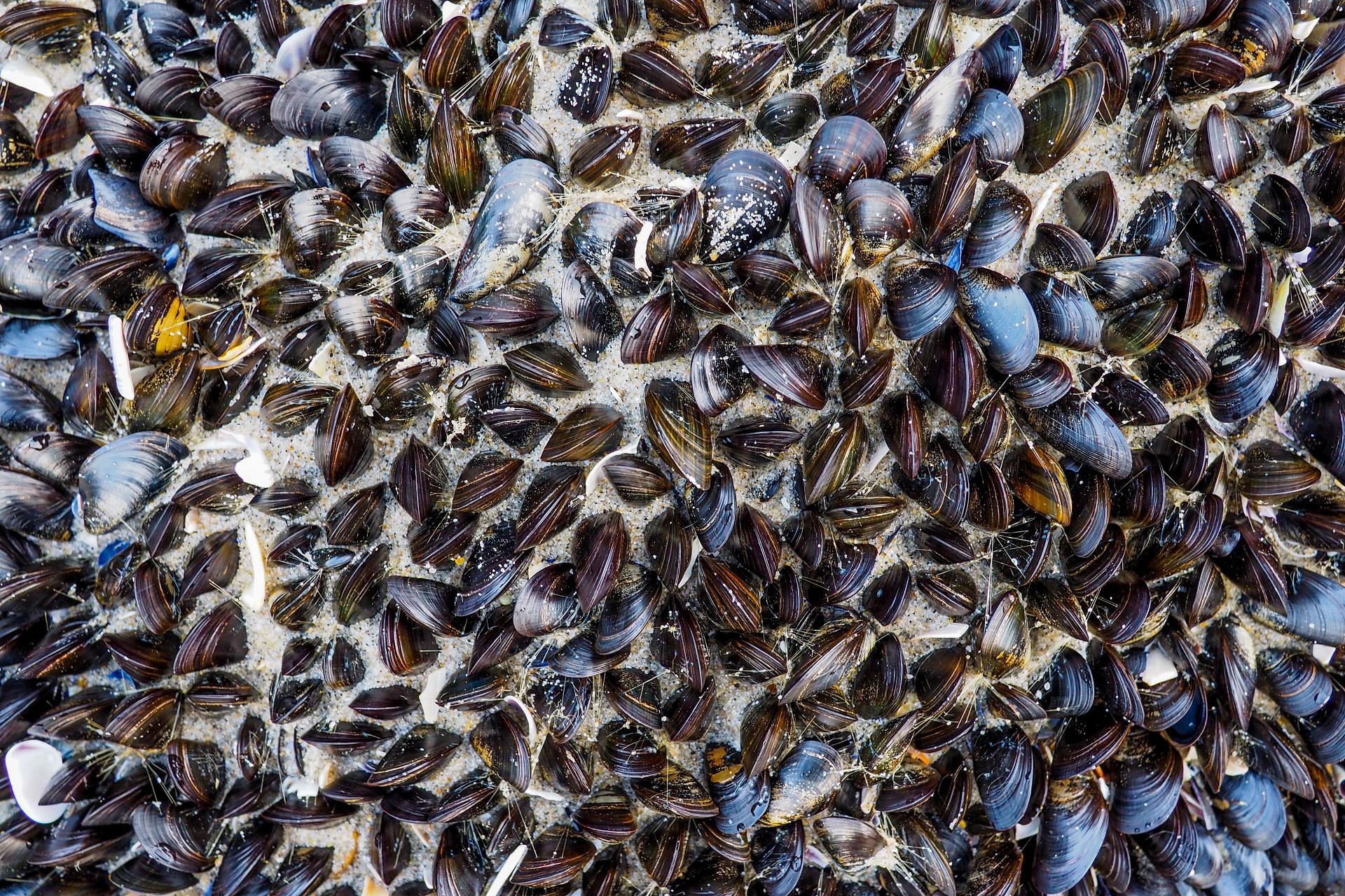 Contagious cancer in shellfish (Image via Unsplash / Peter Secan)