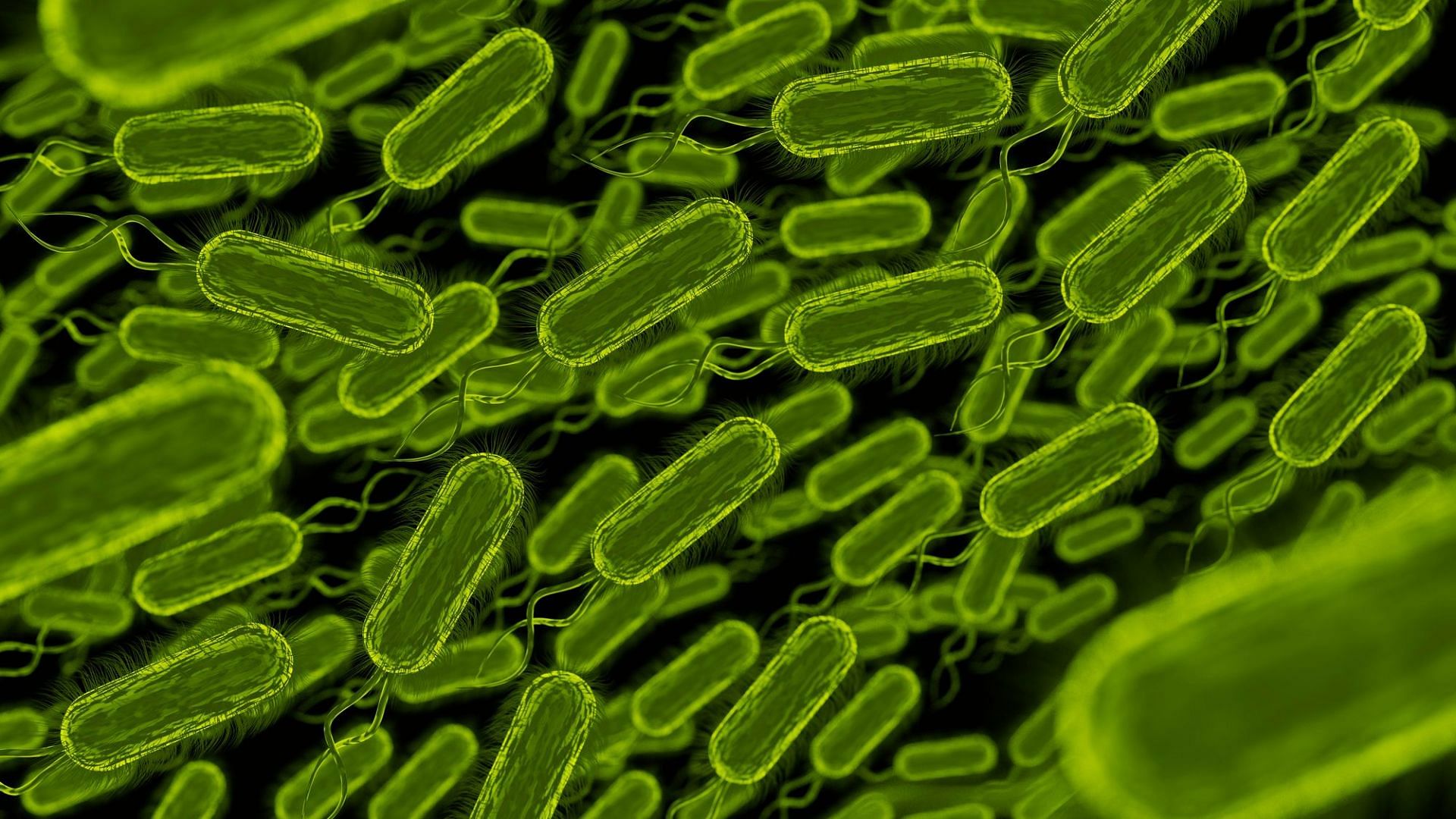 E. coli bacteria (Image by Freepik)