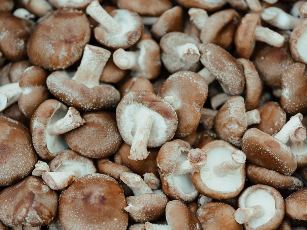 Man suffers unusual rash after eating undercooked shiitake mushroom