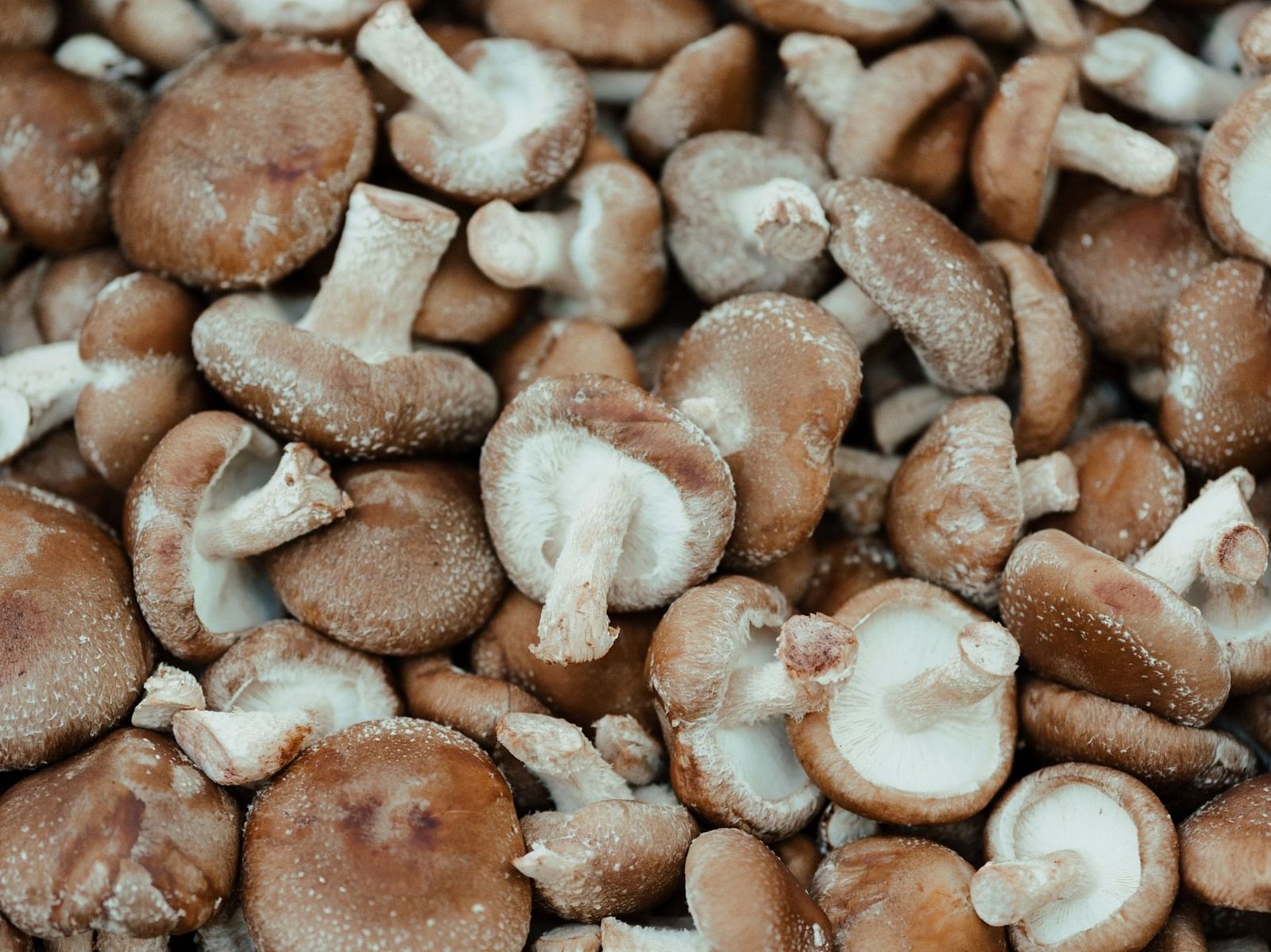 Man suffers unusual rash after eating undercooked shiitake mushroom