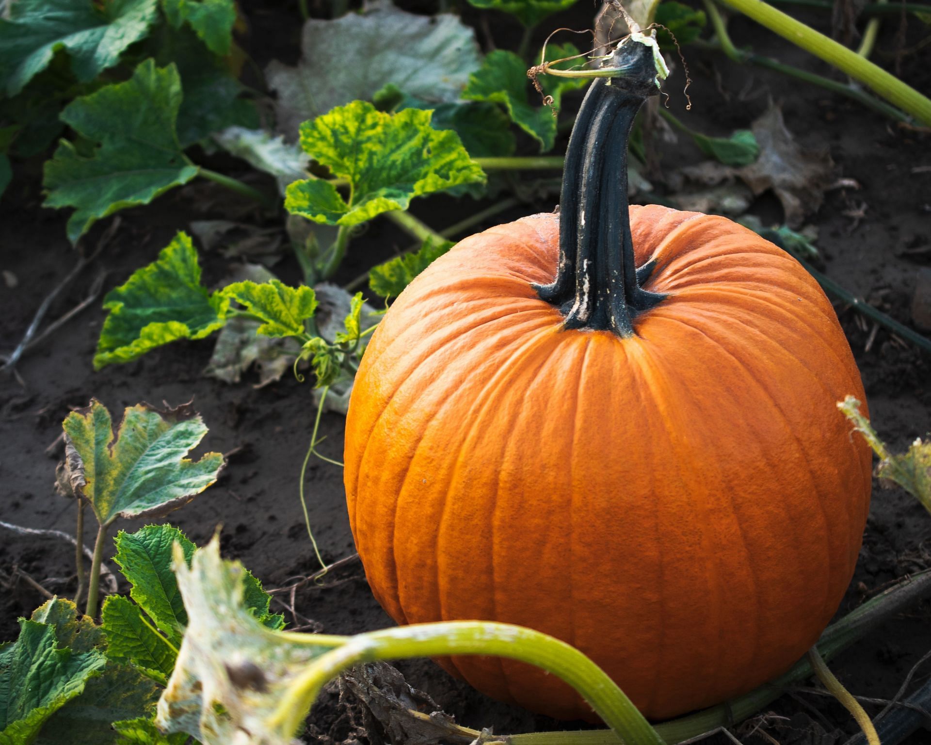 Pumpkin (Image via Unsplash/Megan Lee)