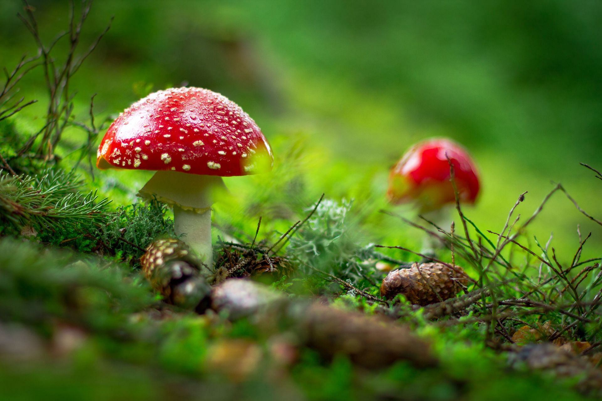 Healthy fungi (Image via Unsplash/Igor)