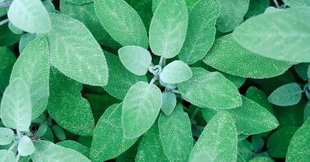 Medicinal benefits of sage (Image via Spruce)