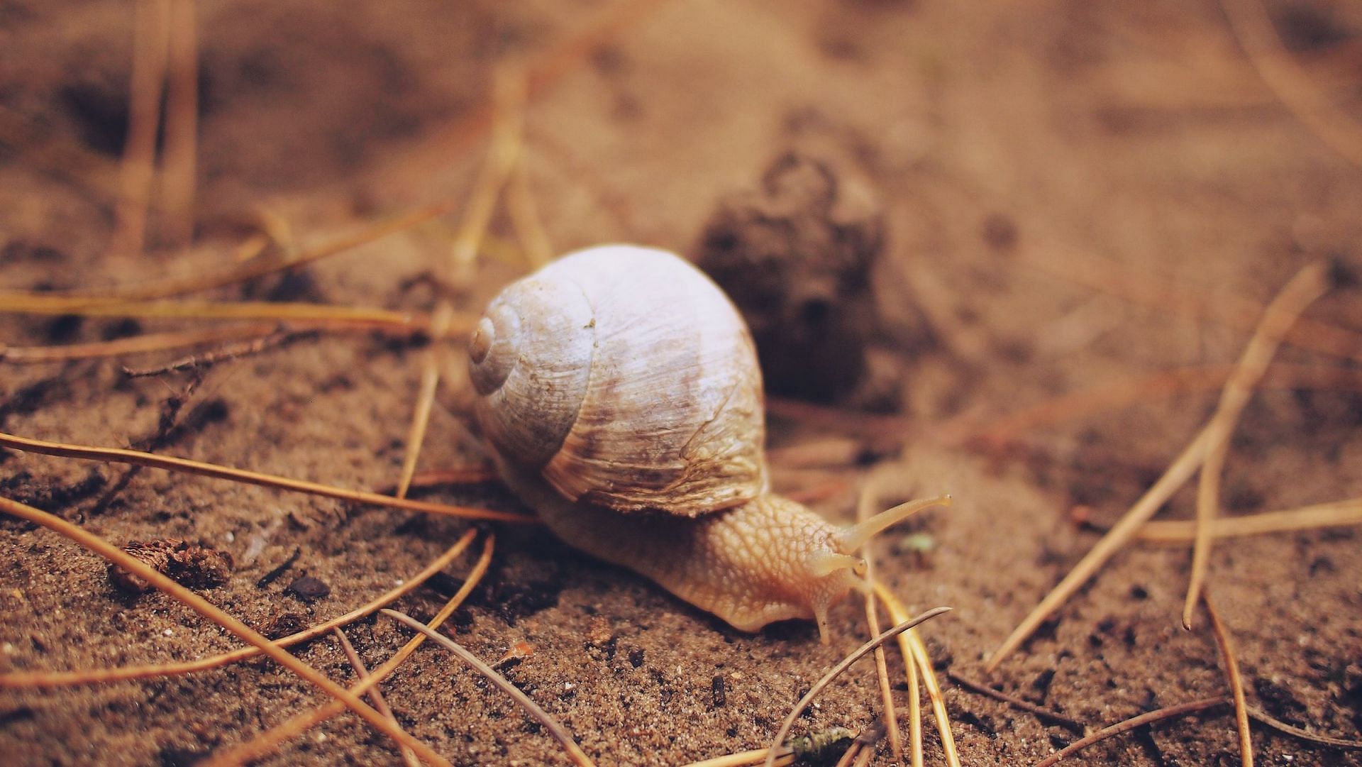 Snail Mucin helps in hydration (Image via Unsplash/Daria Nepriakhina 🇺🇦)