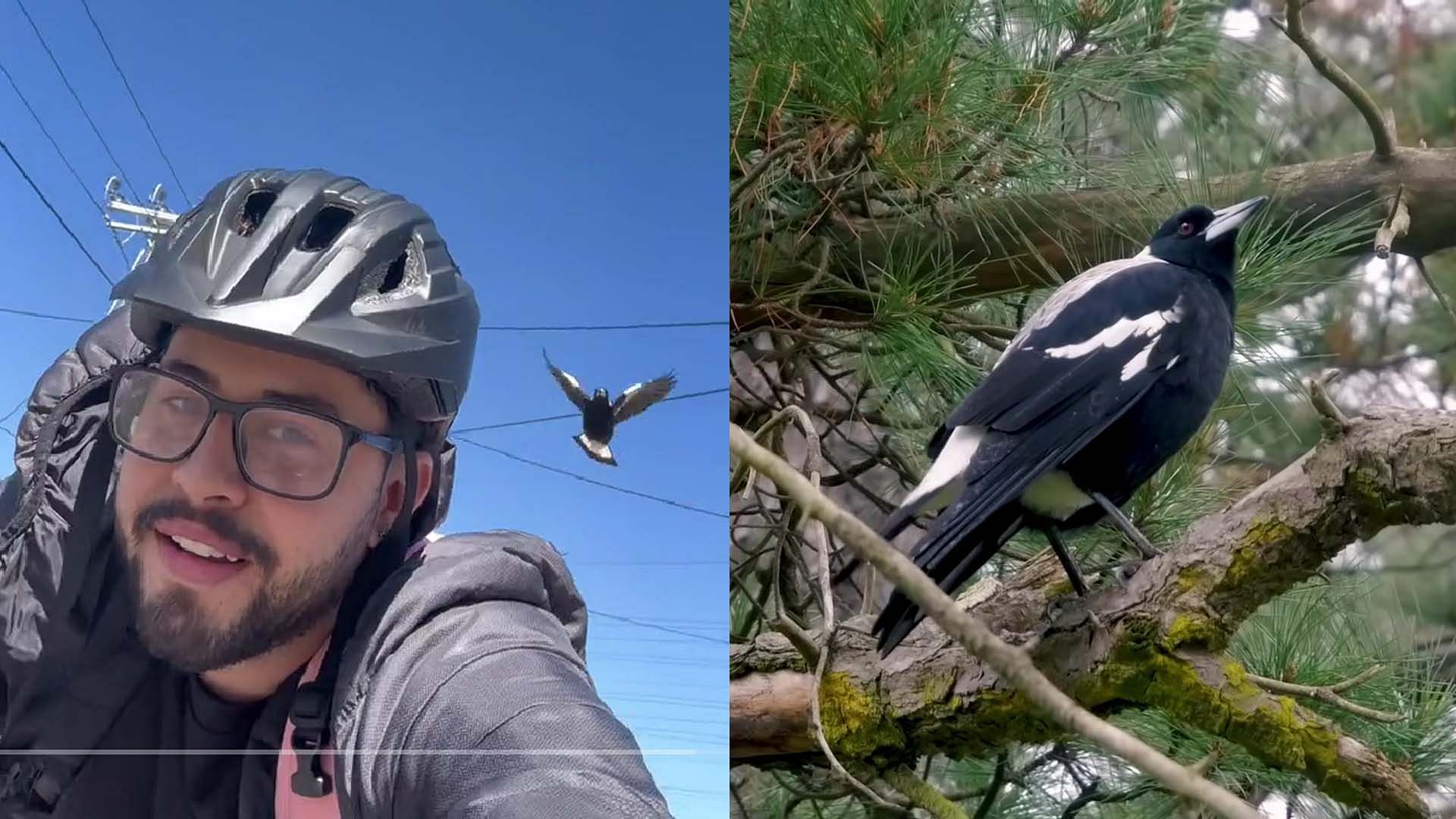 An Australian man records a bird targeting him (Image via TikTok/@alejor , YouTube/@The Backyard Naturalist)