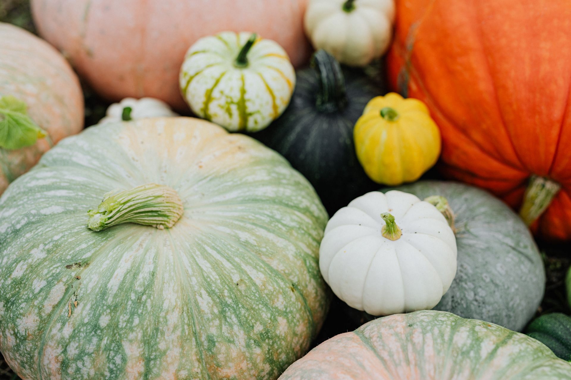Pumpkin as one of the worst vegetables for weight loss (Image sourced by Pexels / Photo by karolina)
