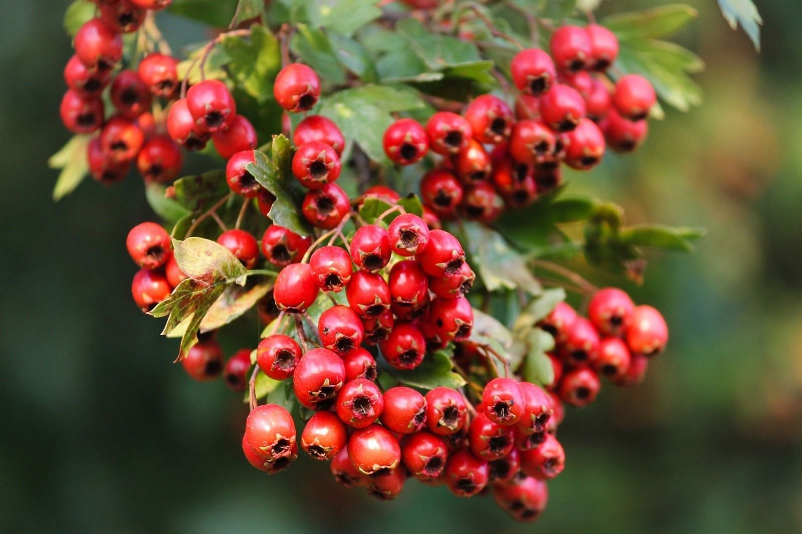 Hawthorn Berry Benefits (Image via Indiamart)