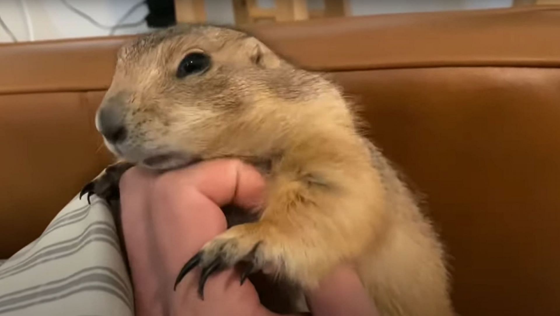 Wholesome tributes pour in as Big Ounce the Prairie Dog passes away (Image via  The Urban Rescue Ranch/YouTube)