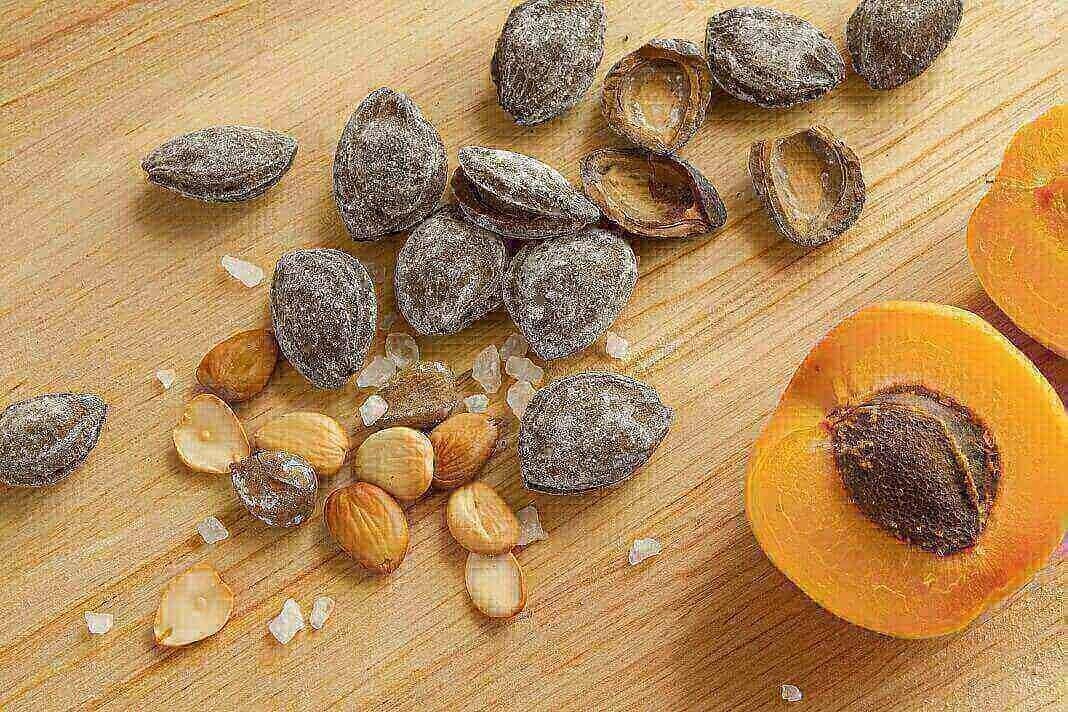 Apricot seeds for cancer (Image viaIndiamart)