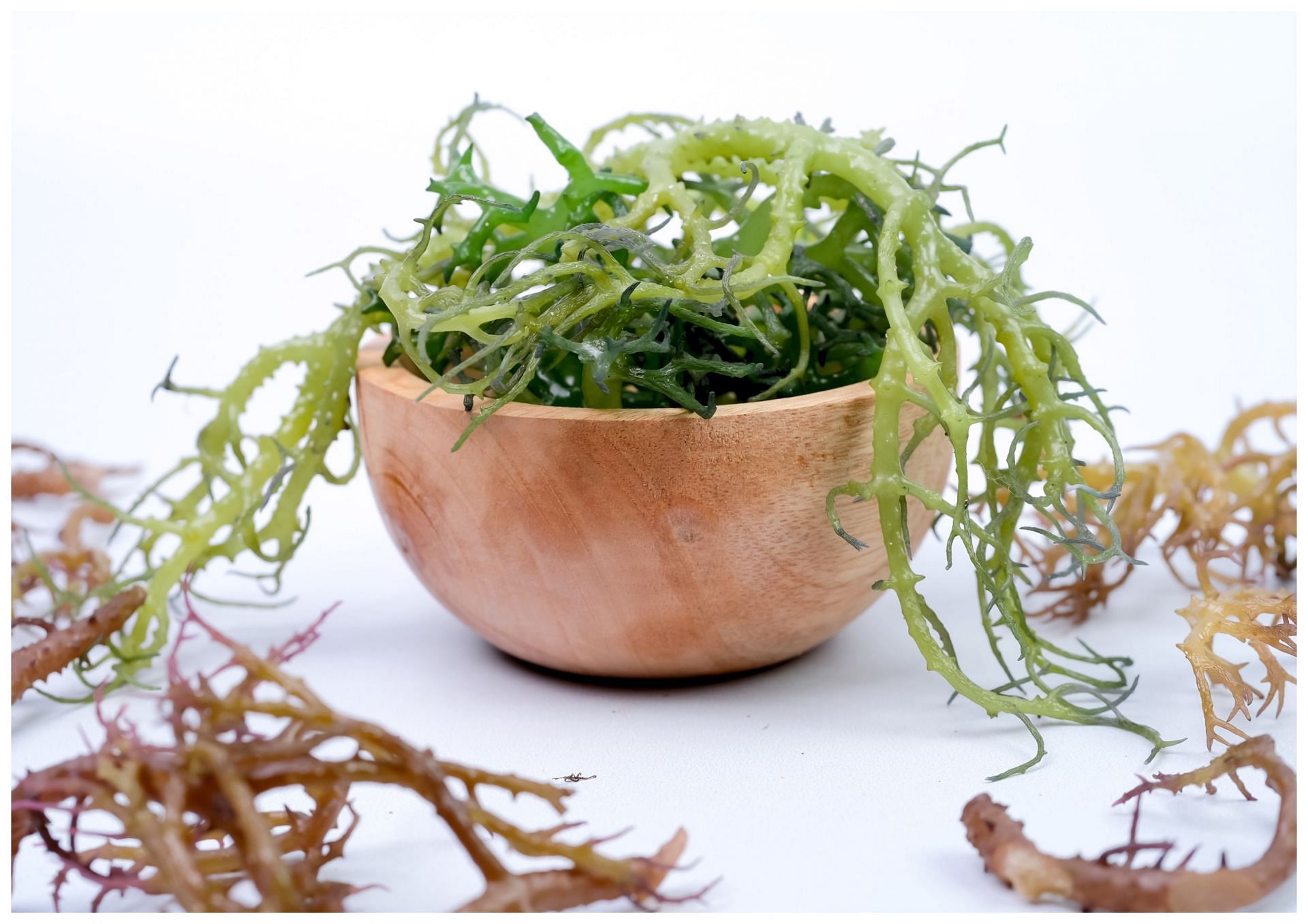 Benefits of sea moss for women (Image via Vecteezy / kanur ismail)