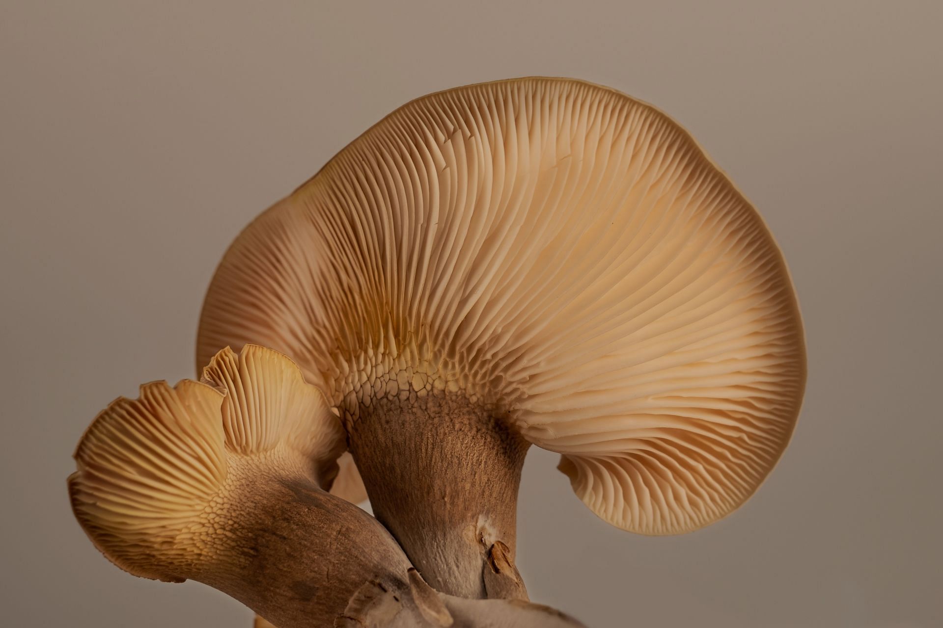 Types of mushrooms (Image via Unsplash/An Vision)