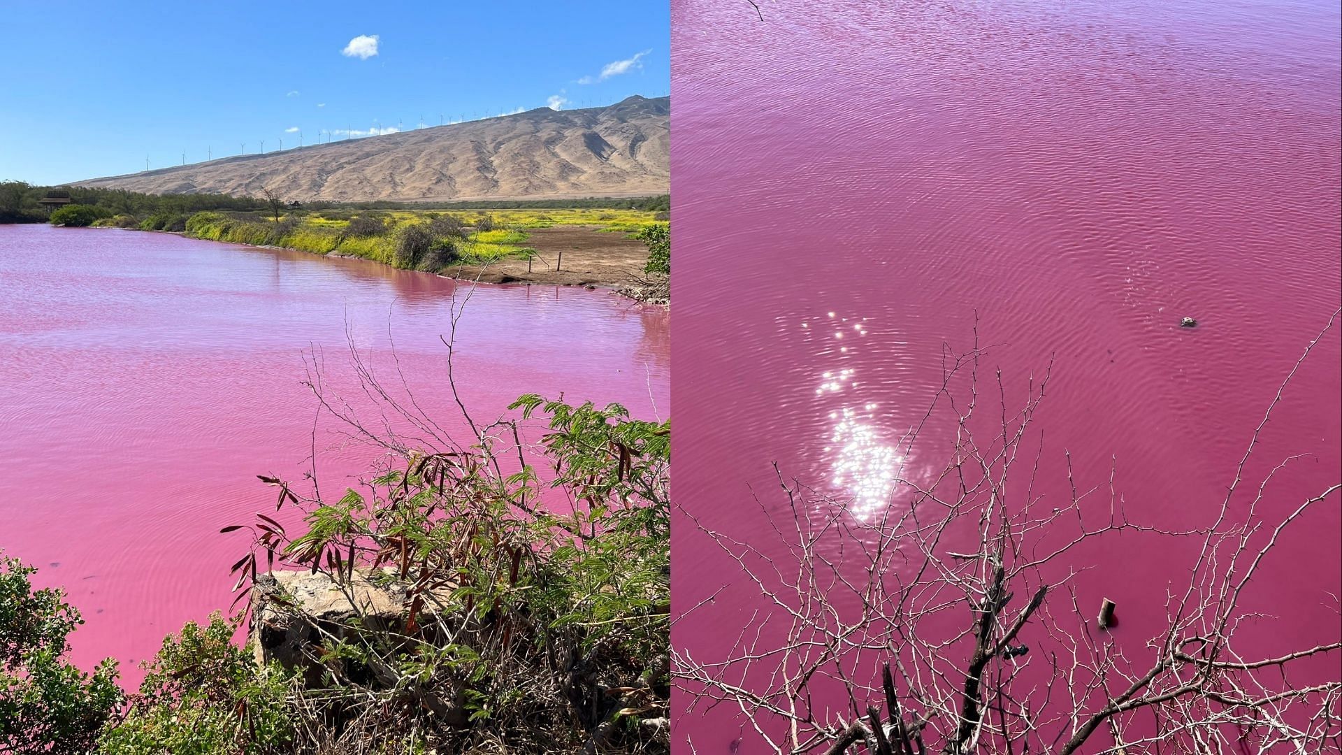 Pink water at Keālia Pond on Maui likely due to halobacteria growth from  high salinity : Maui Now