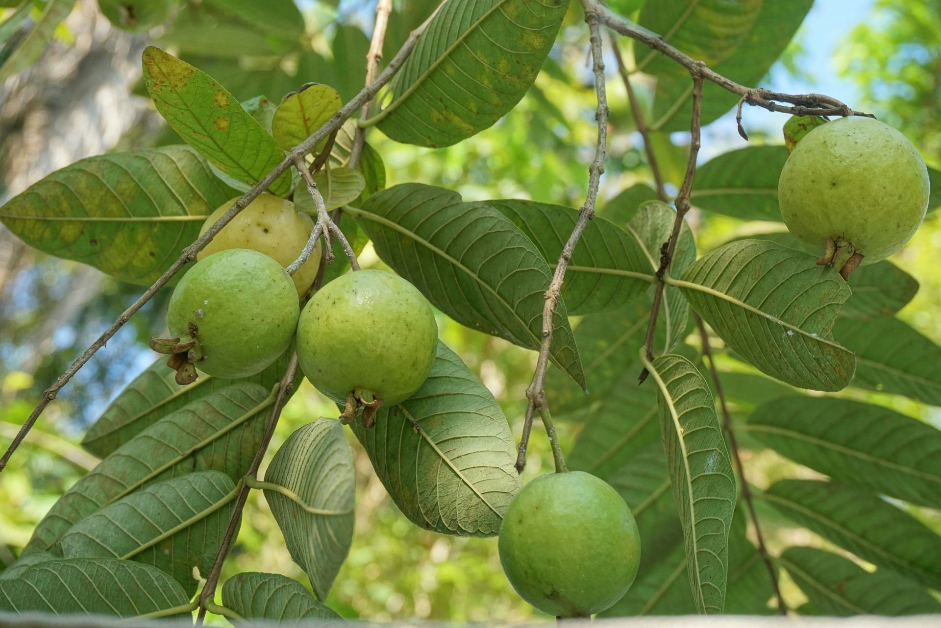 Benefits of guava (Image via Unsplash/Anisa Wulan Asri)