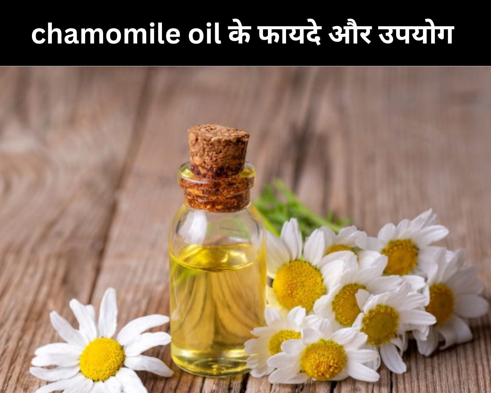 chamomile oil के फायदे और उपयोग  (फोटो - sportskeedaहिन्दी)