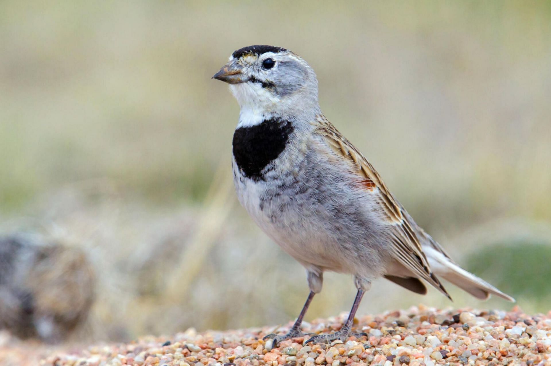 American Ornithological Society  to change the name of birds deemed offensive (Image via ReynardTheBlack/X)