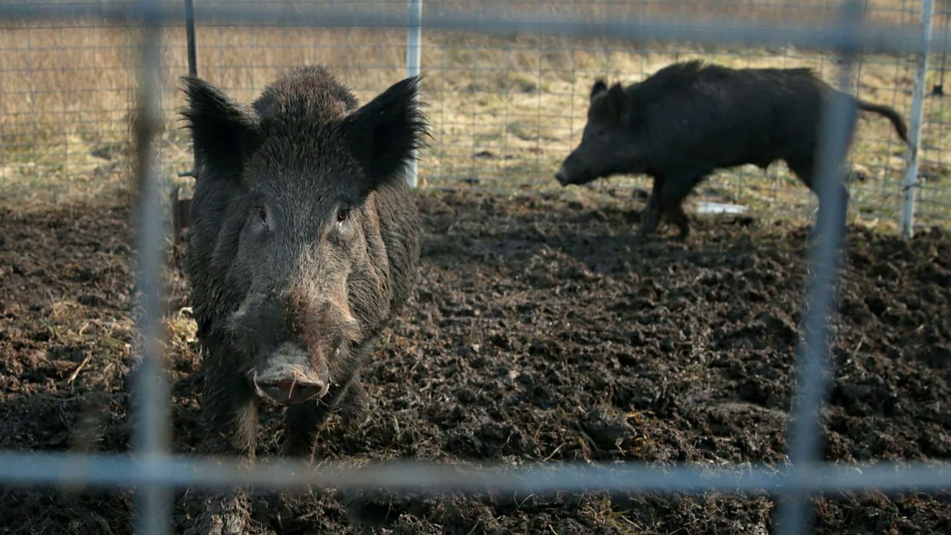 U.S. faces a threat of super pigs invasion from Canada. (Image via X/@JeffreyGuterman)