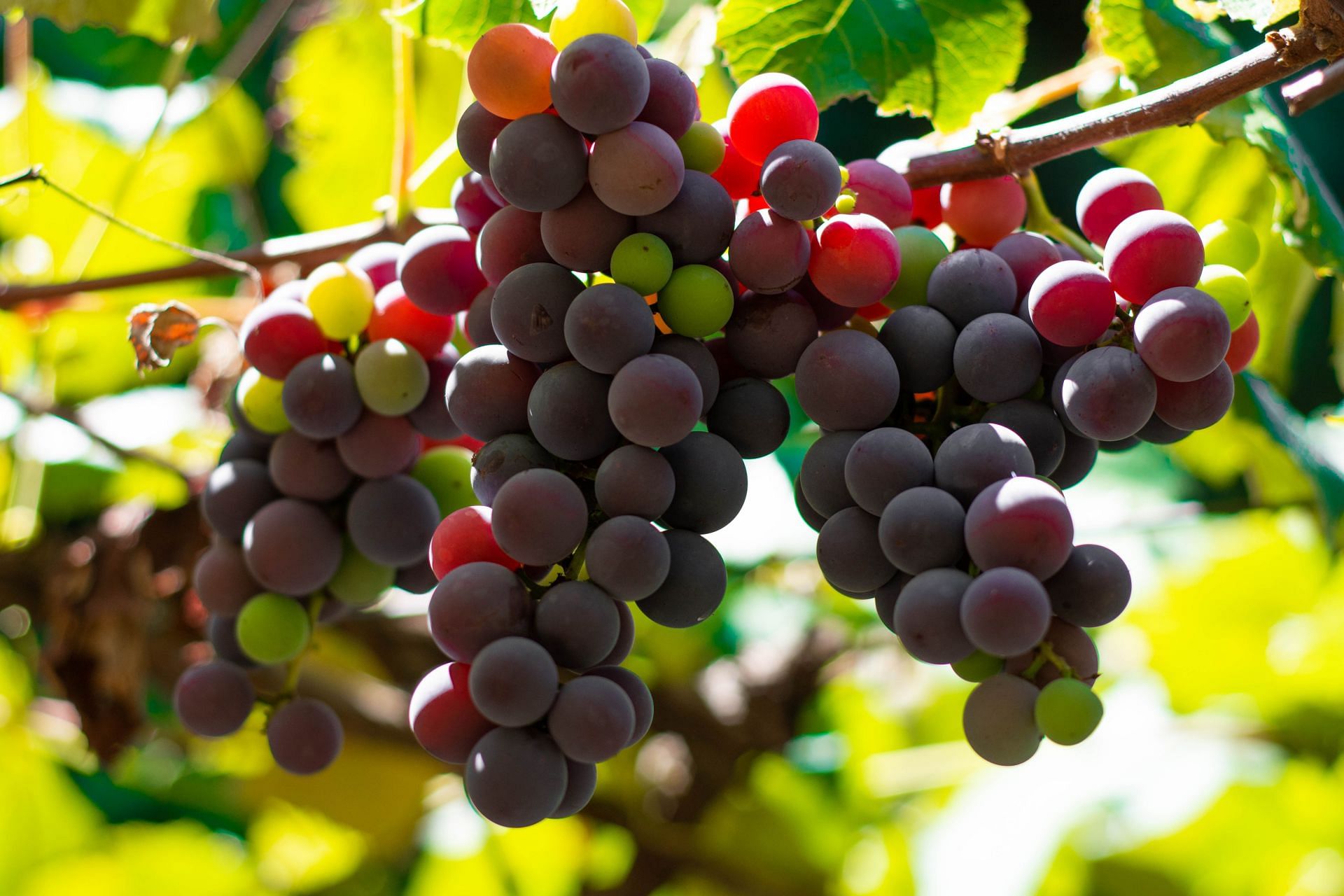 Grape seed extract is obtained from seeds of grapes. (Image via Unspalsh/ Lucas George Wendt)