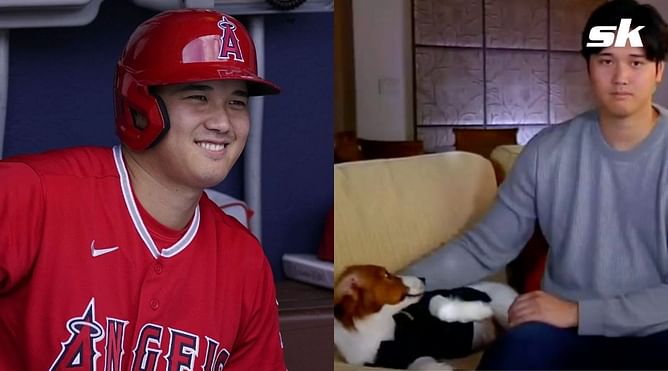 MLB fans in awe of Shohei Ohtani's dog as a pet's high-five steals the show during MVP announcement: "Just adorable"