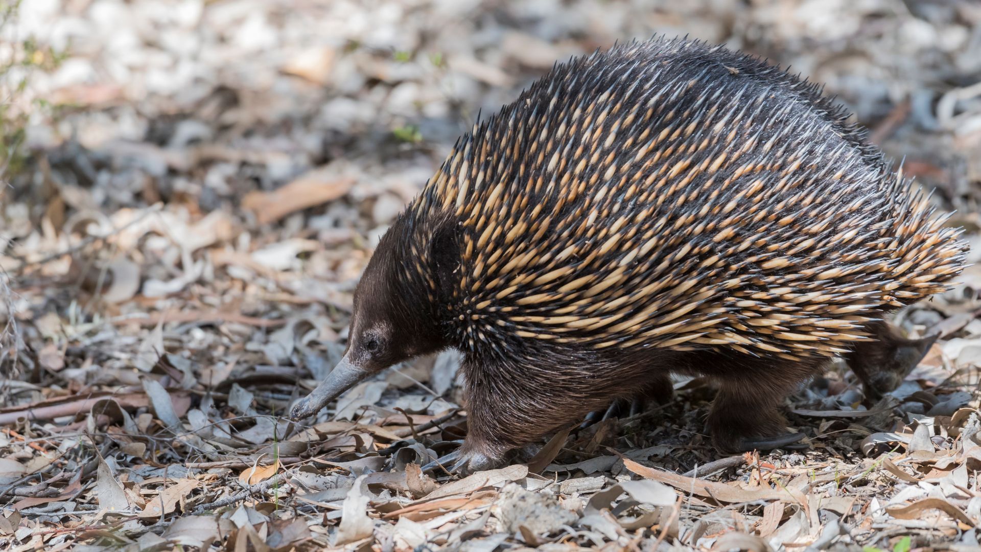 Where was the long beaked Echidna egg laying mammal found? (Image via Wikipedia)