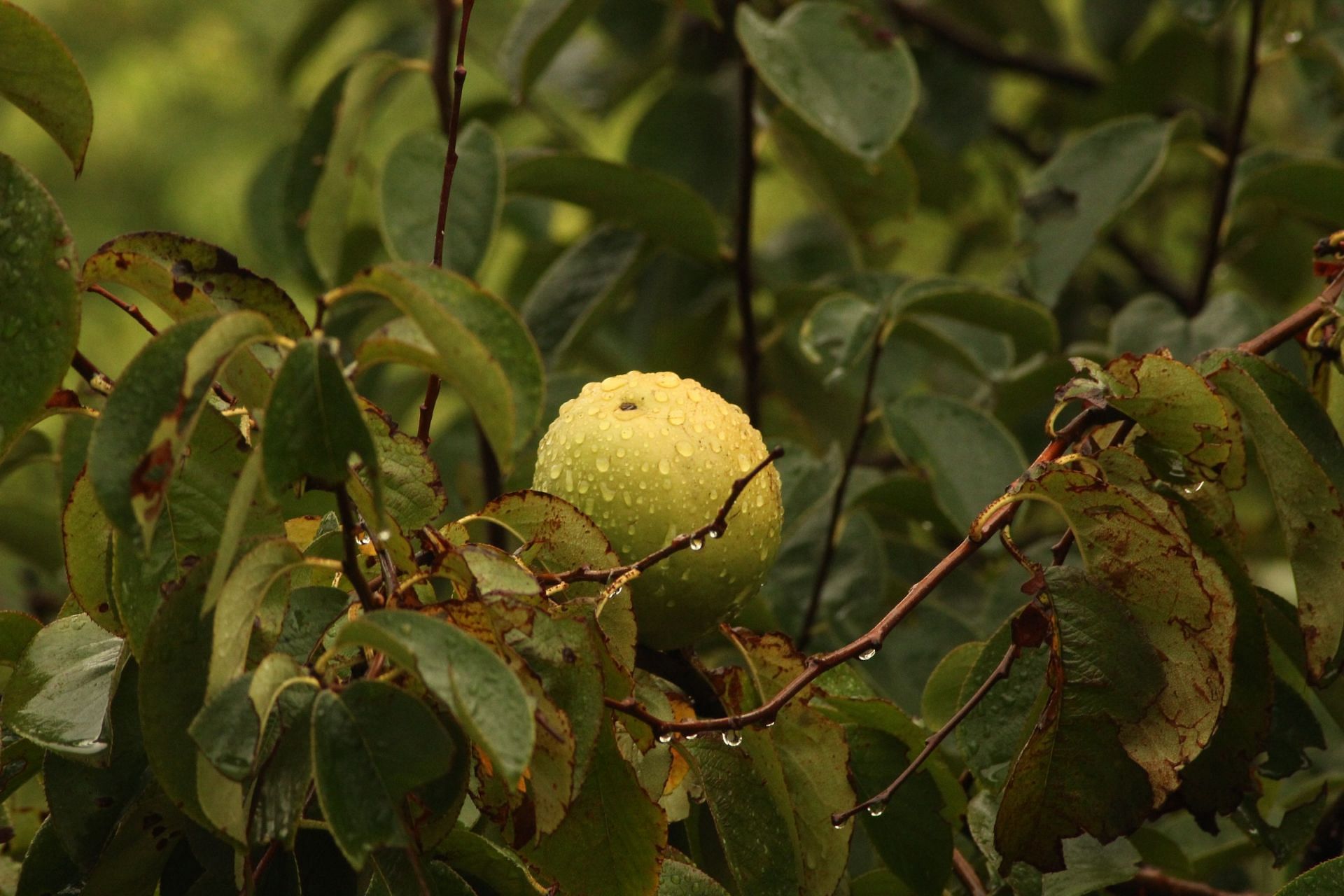 Benefits of guava (Image via Unsplash/Fabrizio)