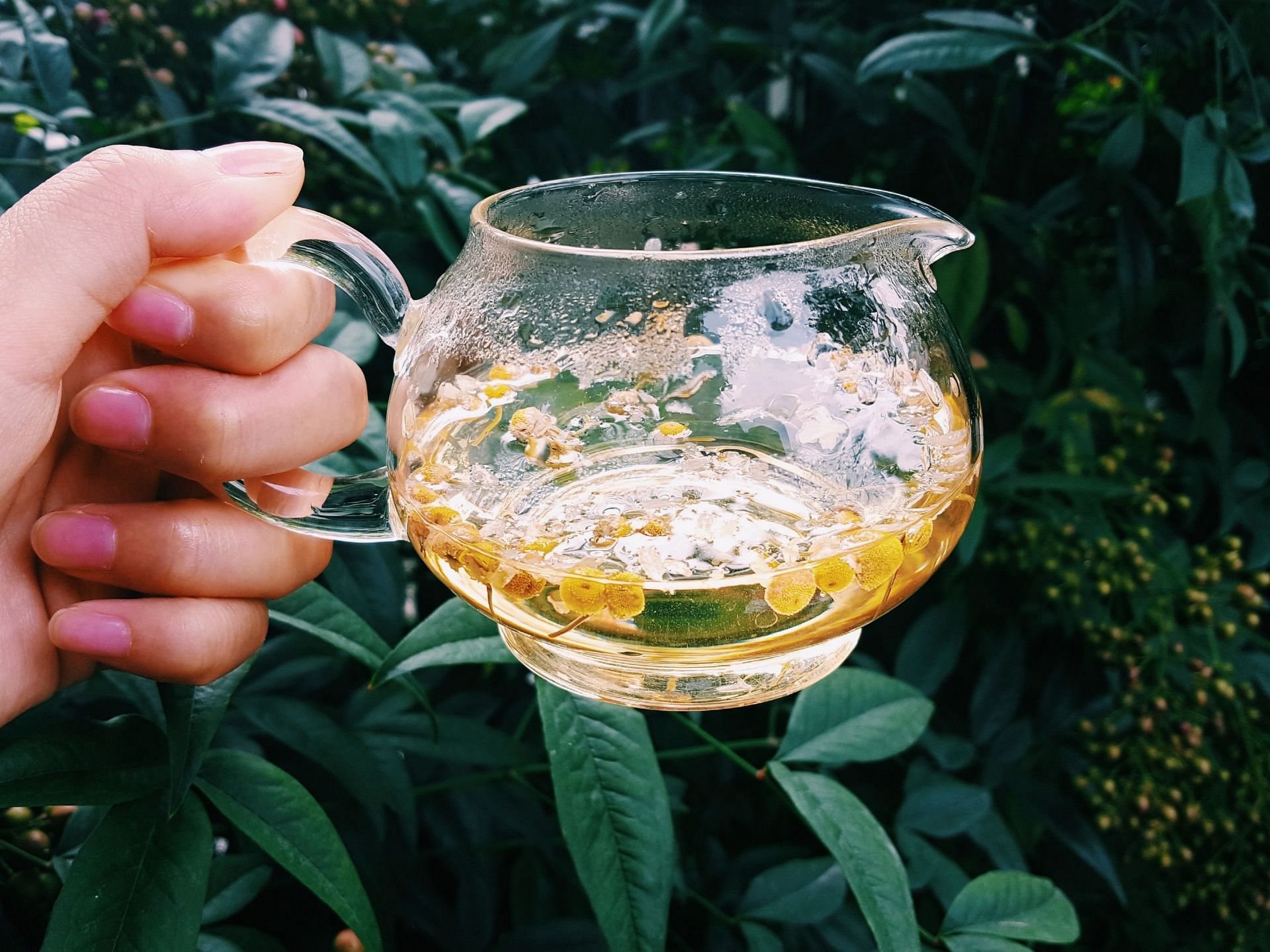 Chamomile tea while pregnant must be consumed in moderation. (Image via Unsplash/ Tea Creative Soo Chung)