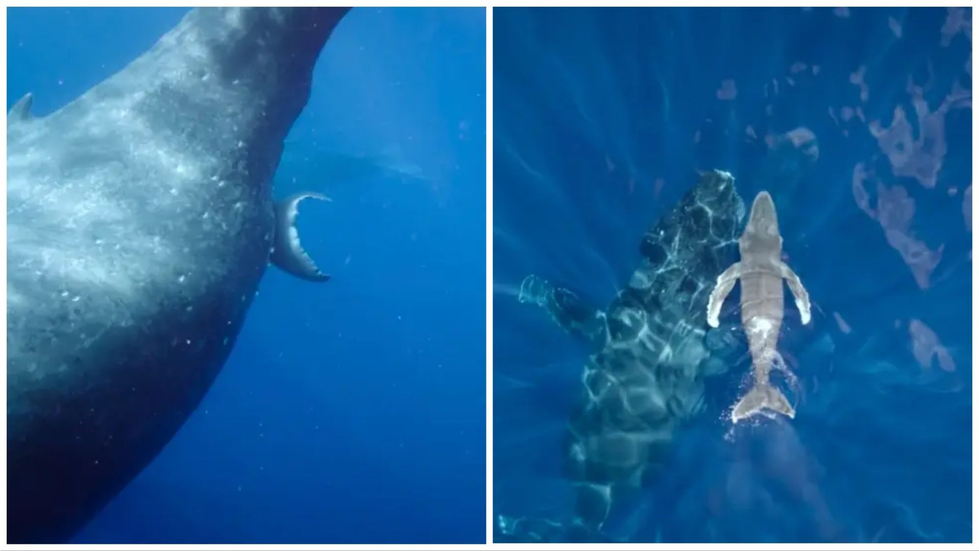 Humpback whale: Where was a humpback whale first captured giving birth ...