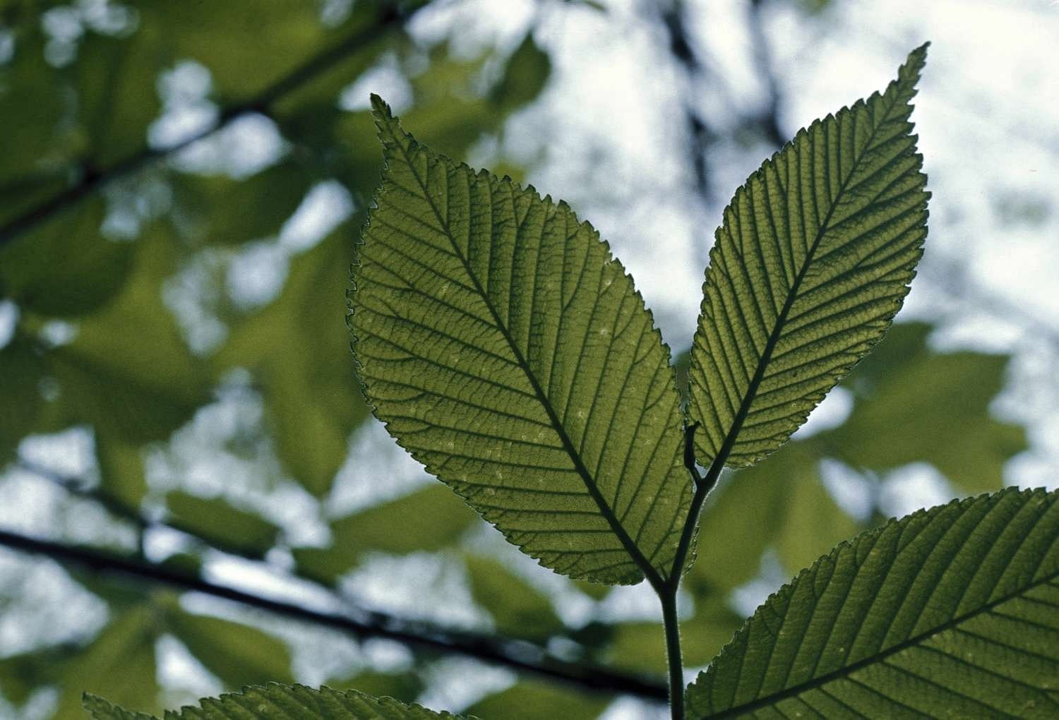 Slippery Elm Benefits (Image via Getty Images)