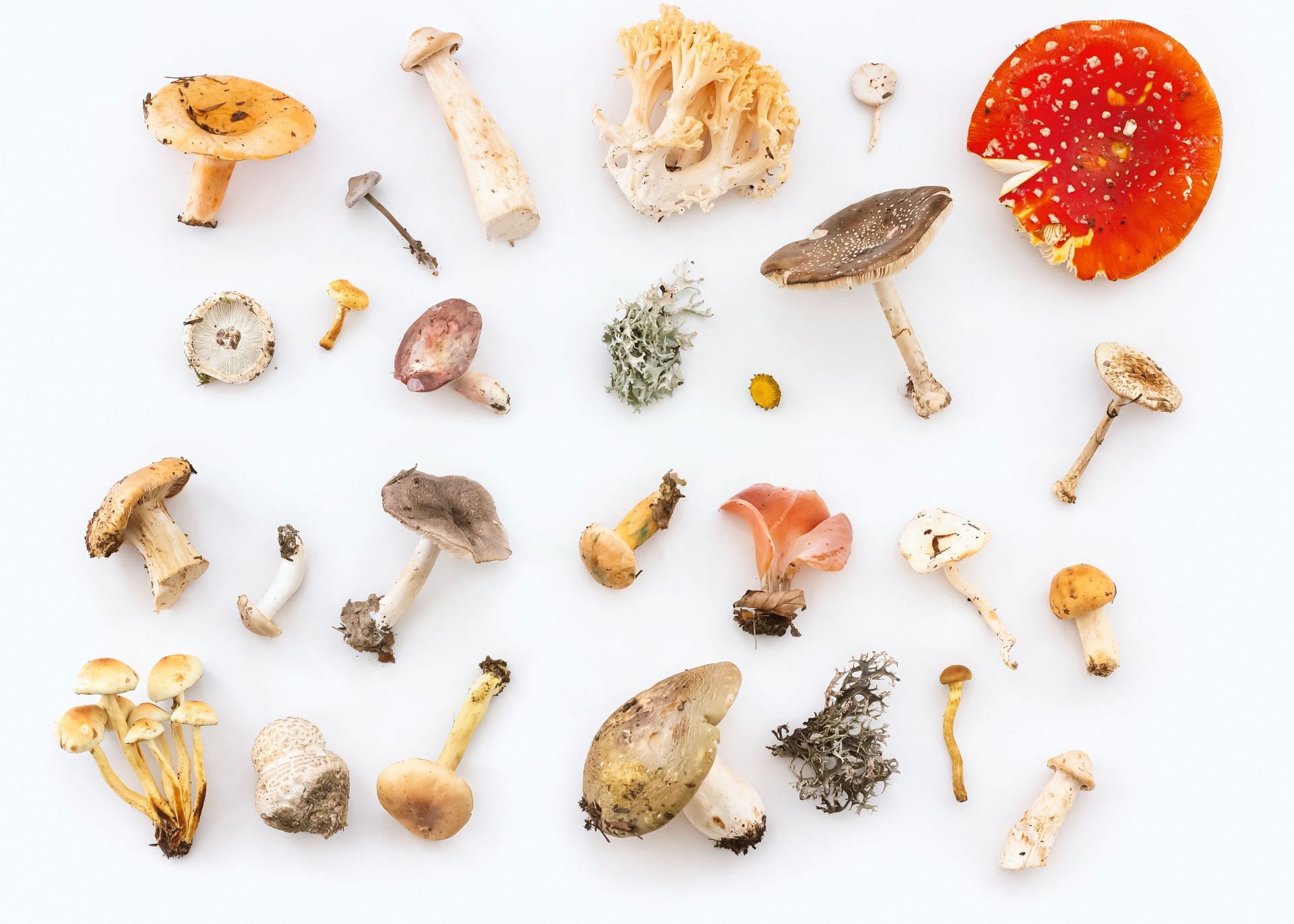 Types of mushrooms (Image via Unsplash/Irina)