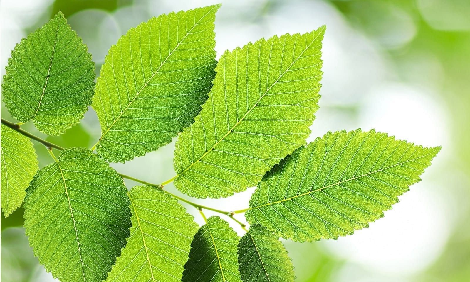 Slippery Elm Benefits (Image via Getty Images)