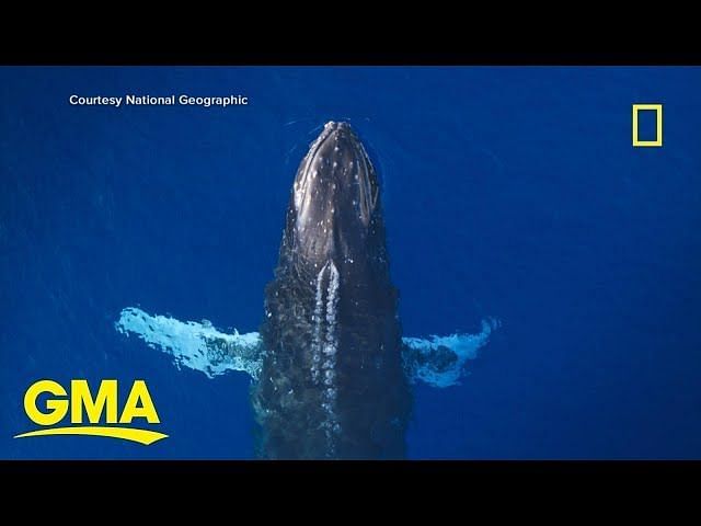 Humpback whale: Where was a humpback whale first captured giving birth ...