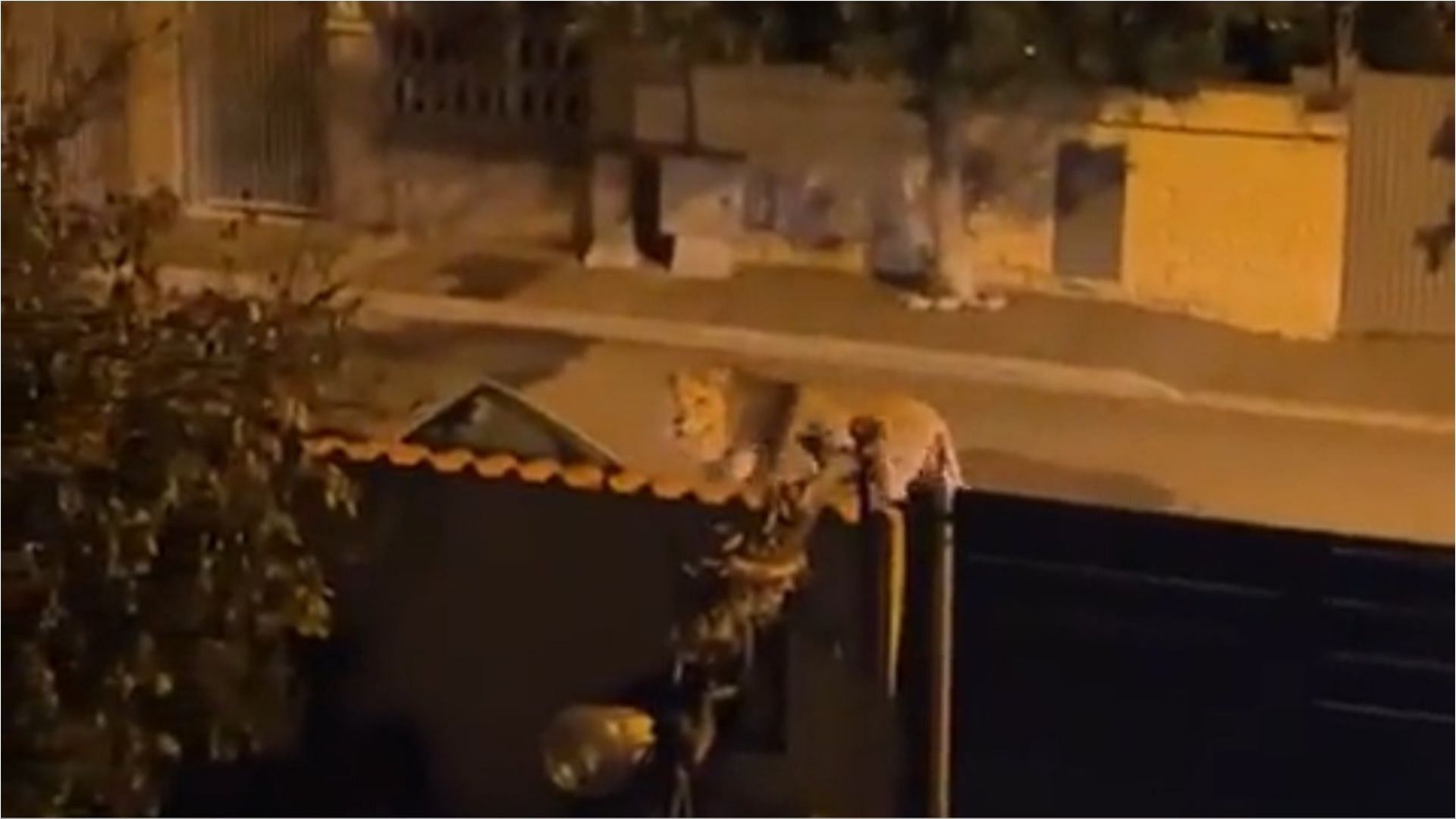 A circus lion escaped and was walking on the streets of a town in Rome (Image via DavidVertat/X)