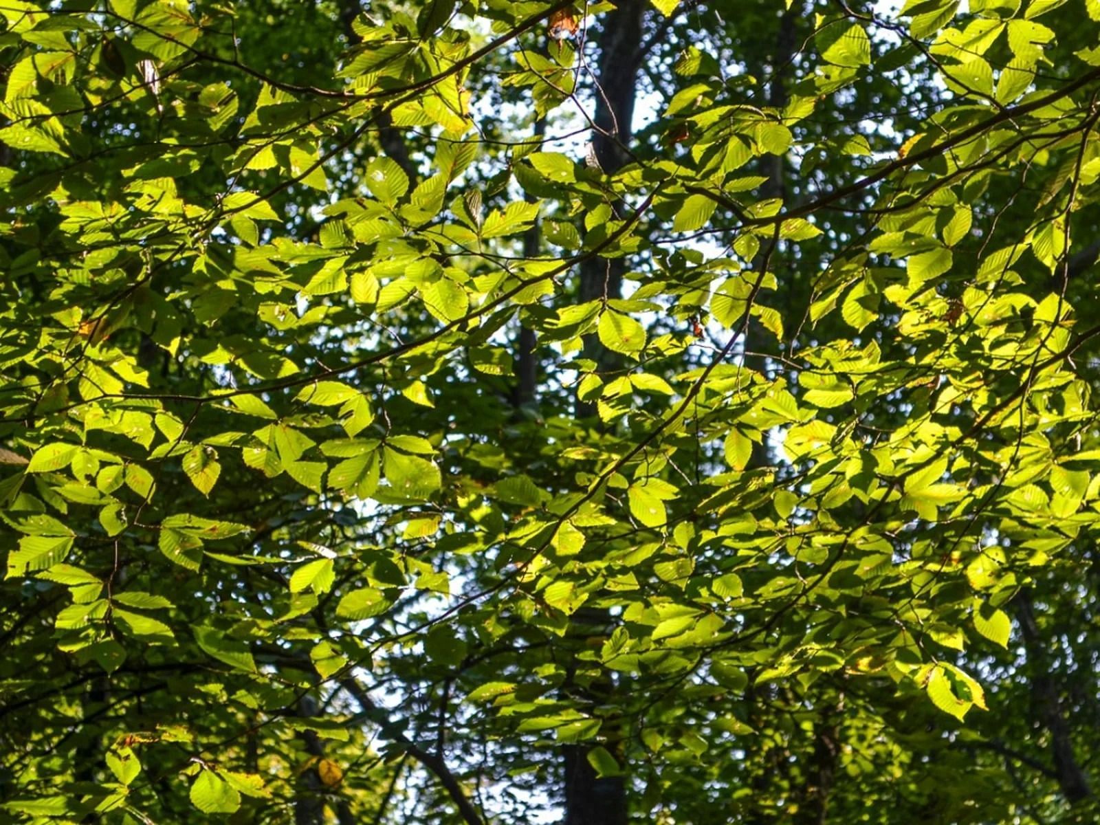 Slippery Elm Benefits (Image via Getty Images)