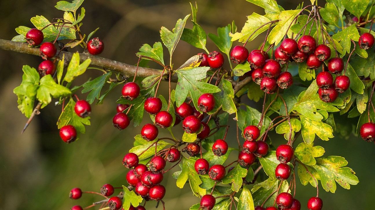 Hawthorn Berry Benefits (Image via Indiamart)