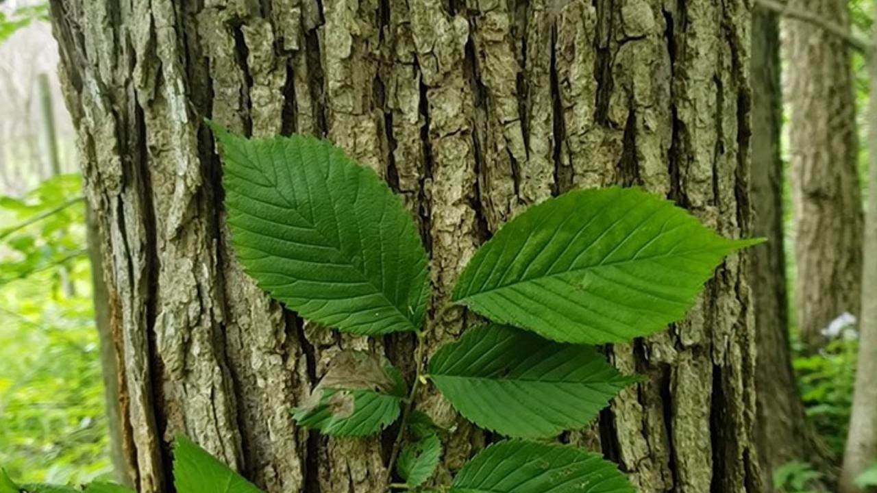 Slippery Elm Benefits (Image via Getty Images)