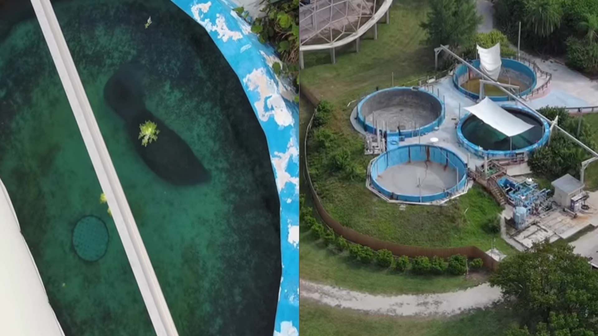 Miami Seaquarium faces heat again as drone footage goes viral (Image via Instagram/@urgentsea) 