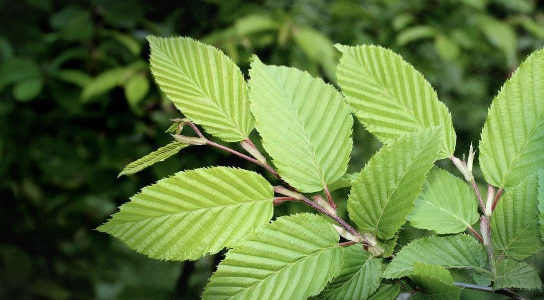 Slippery Elm Benefits (Image via Getty Images)