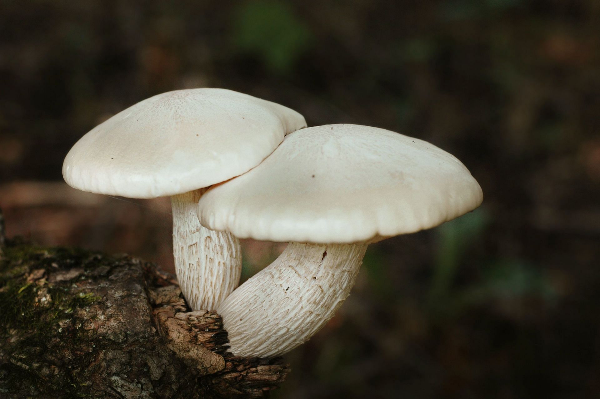 Types of mushrooms (Image via Unsplash/Jen Theodore)