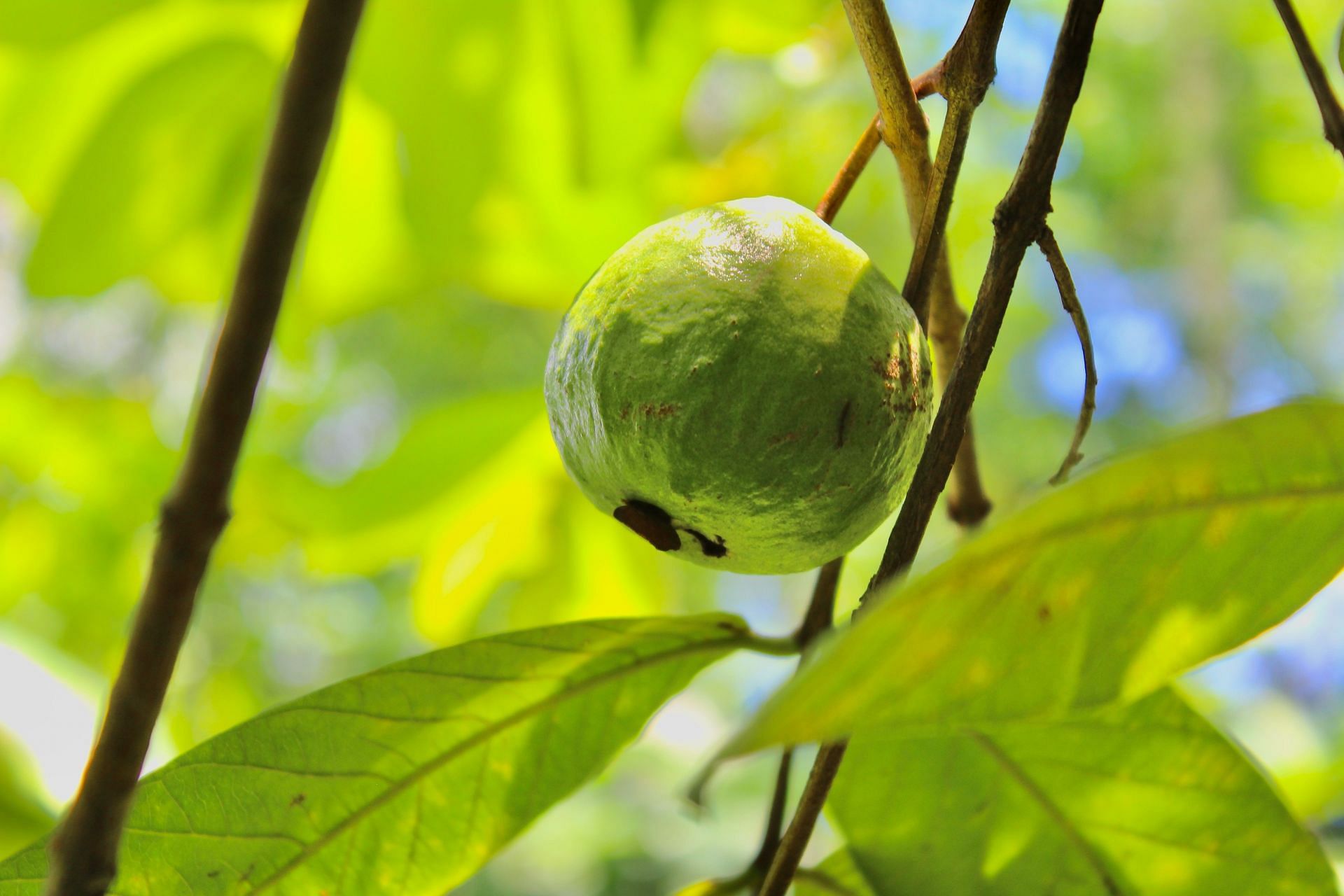 Benefits of guava (Image via Unsplash/Toushif)