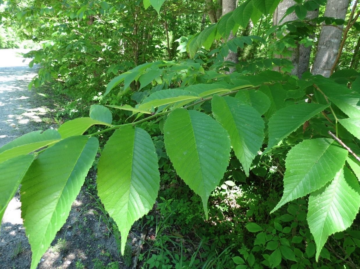 Slippery Elm Benefits (Image via Getty Images)