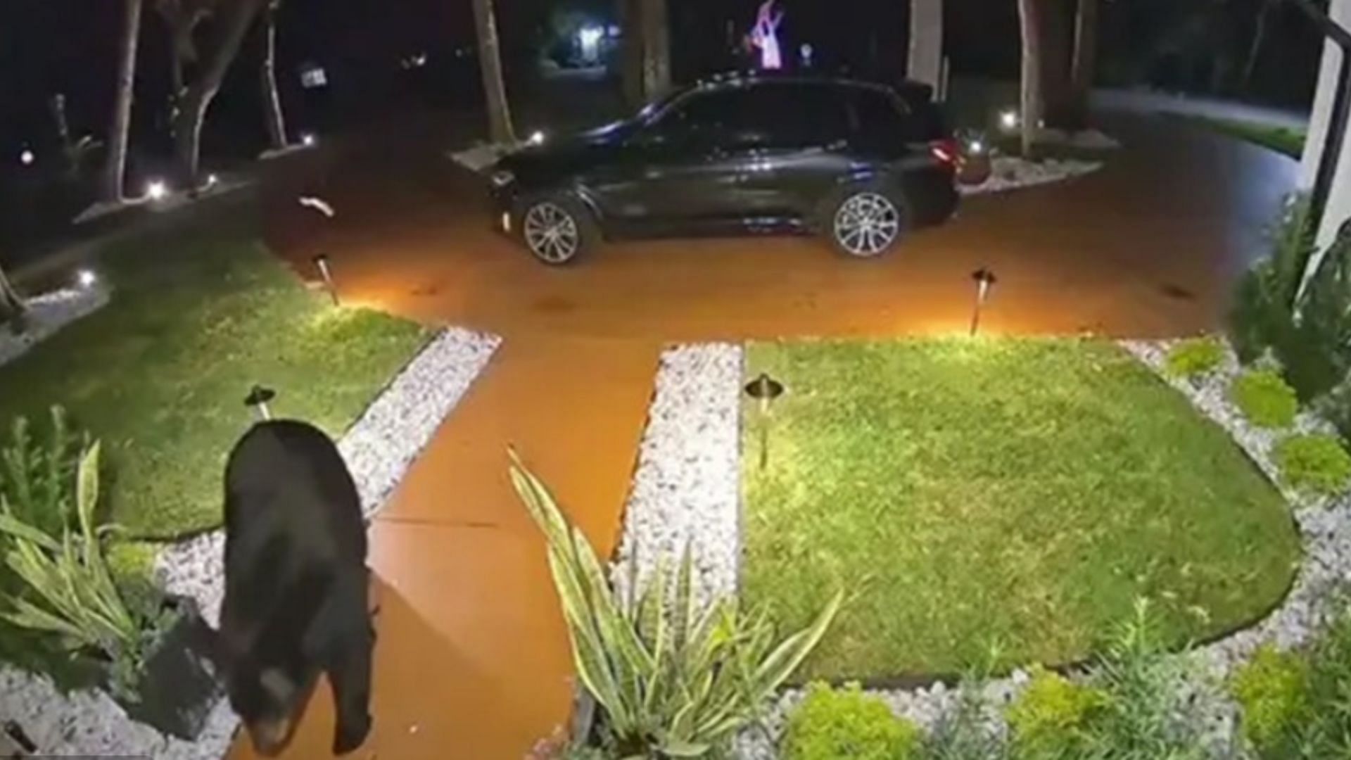 Florida bear prompts hilarious reactions after being caught stealing Uber Eats (Image via snip from X/@FoxNews)