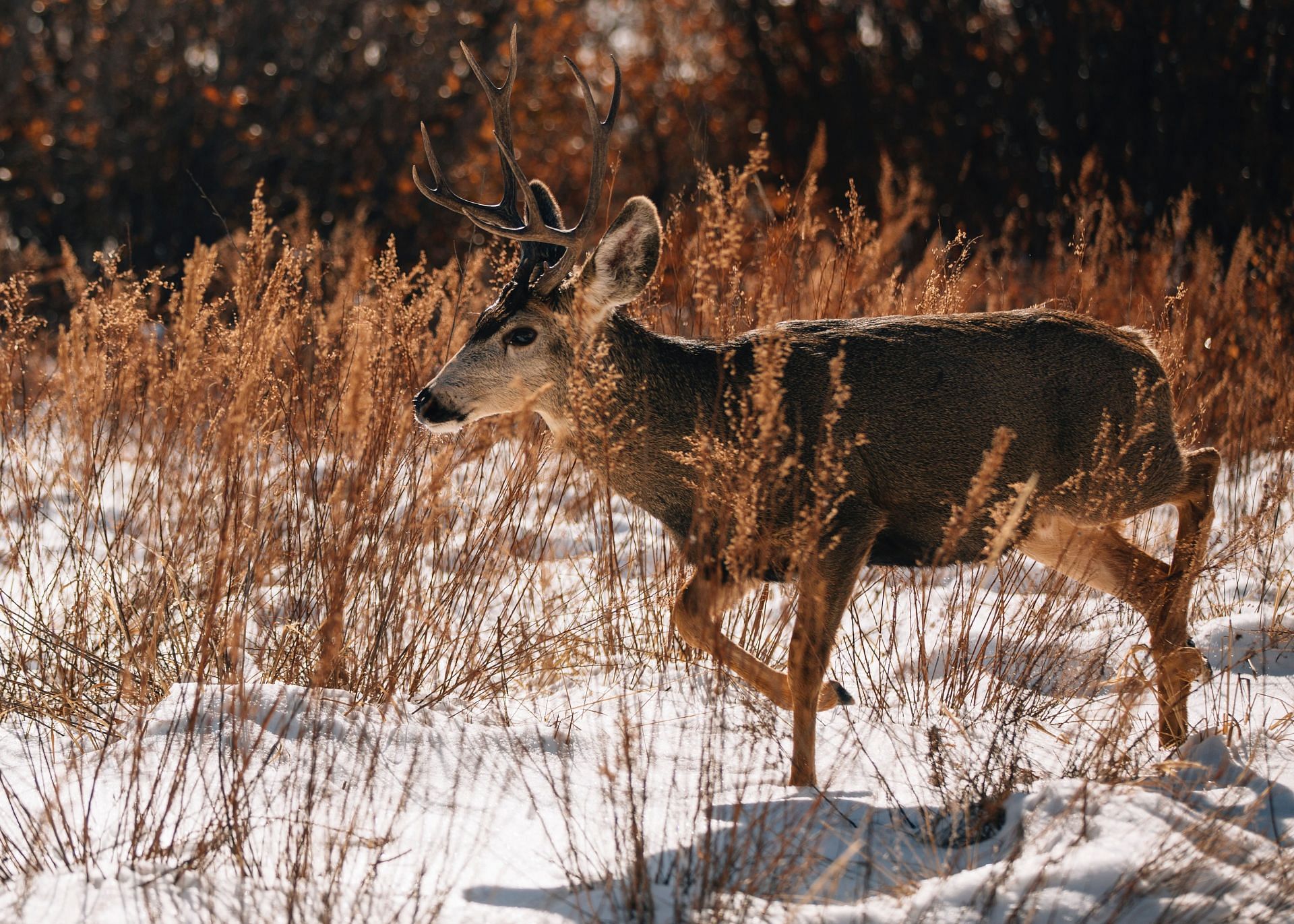 Chronic wasting disease is a fatal disease in deers (Image via Unsplash/Joe Dudeck)