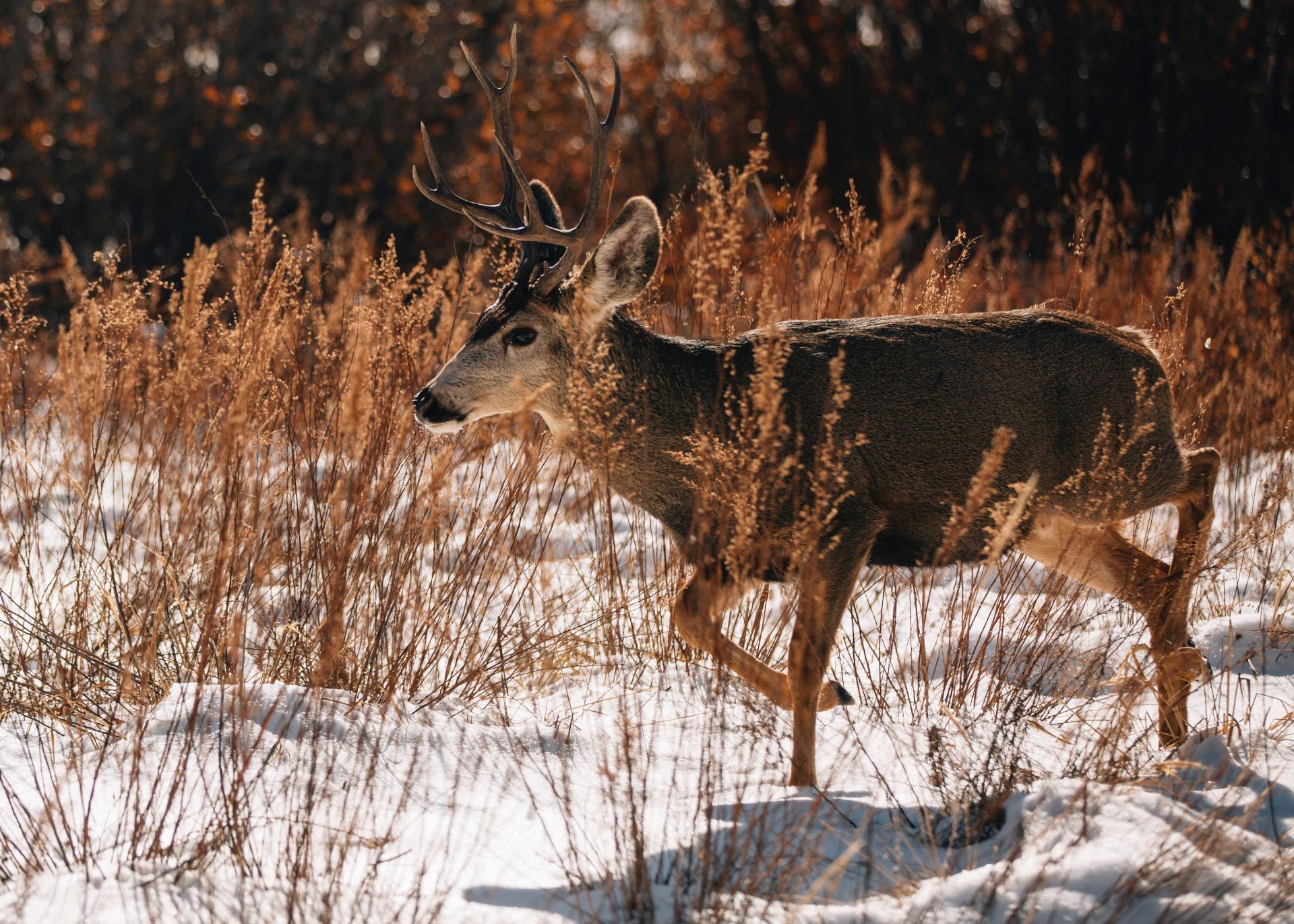 Chronic wasting disease is a fatal disease in deers (Image via Unsplash/Joe Dudeck)