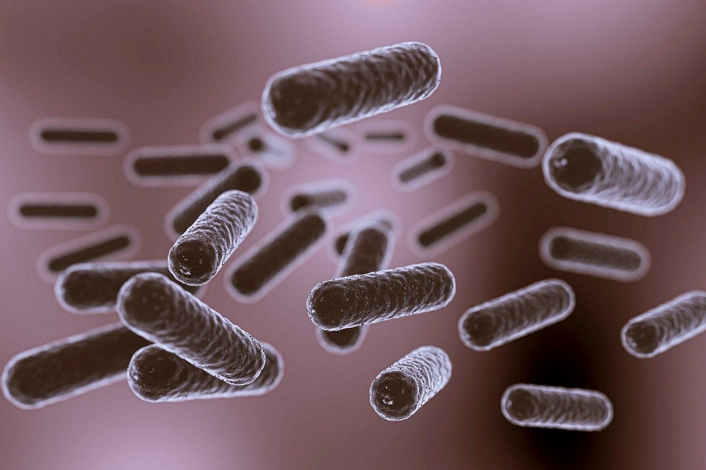 Salmonella bacterial infection (Image by Freepik on Freepik)