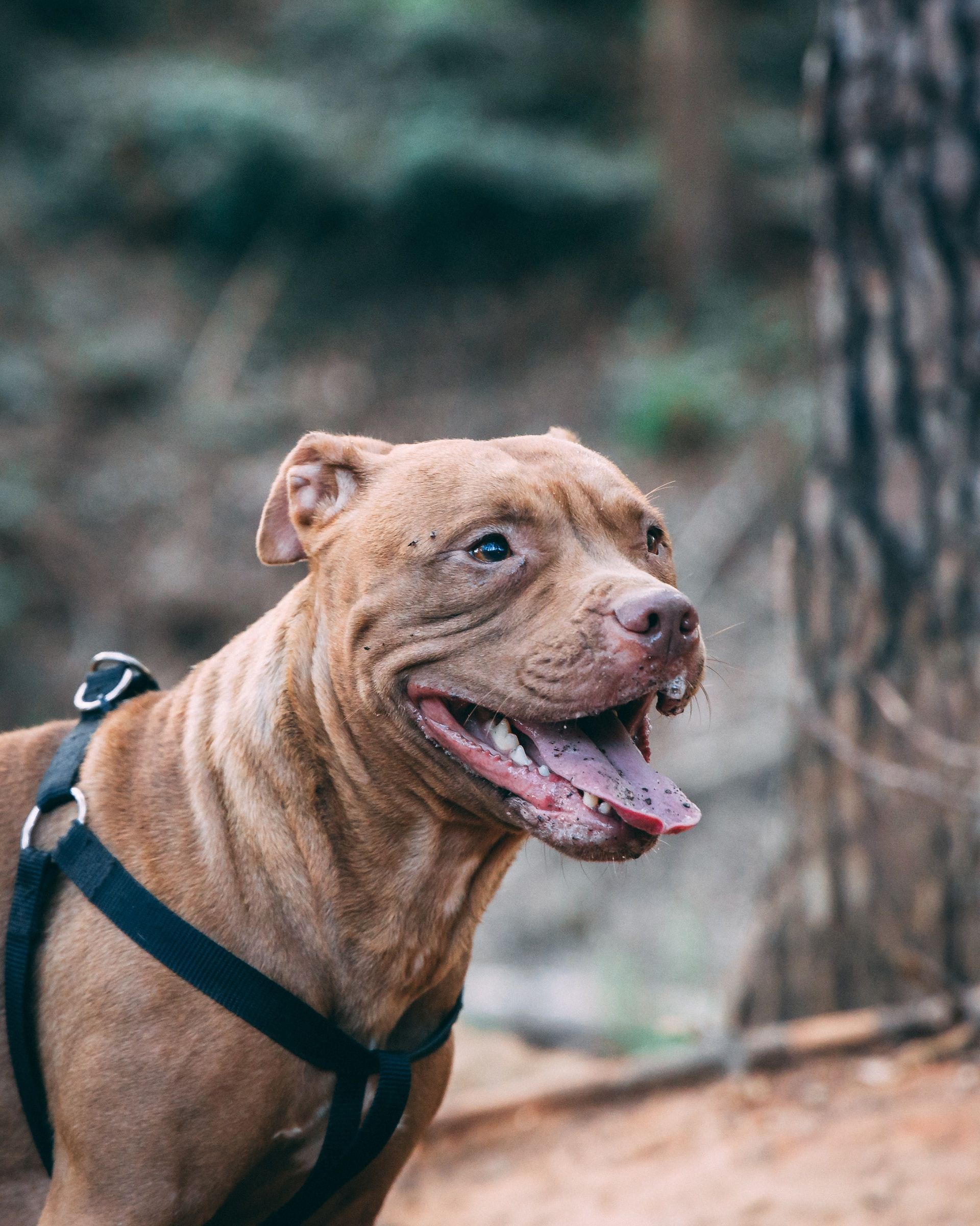 A Utah woman was attacked by 5 pit bulls (Photo by Stephan Louis on Unsplash)