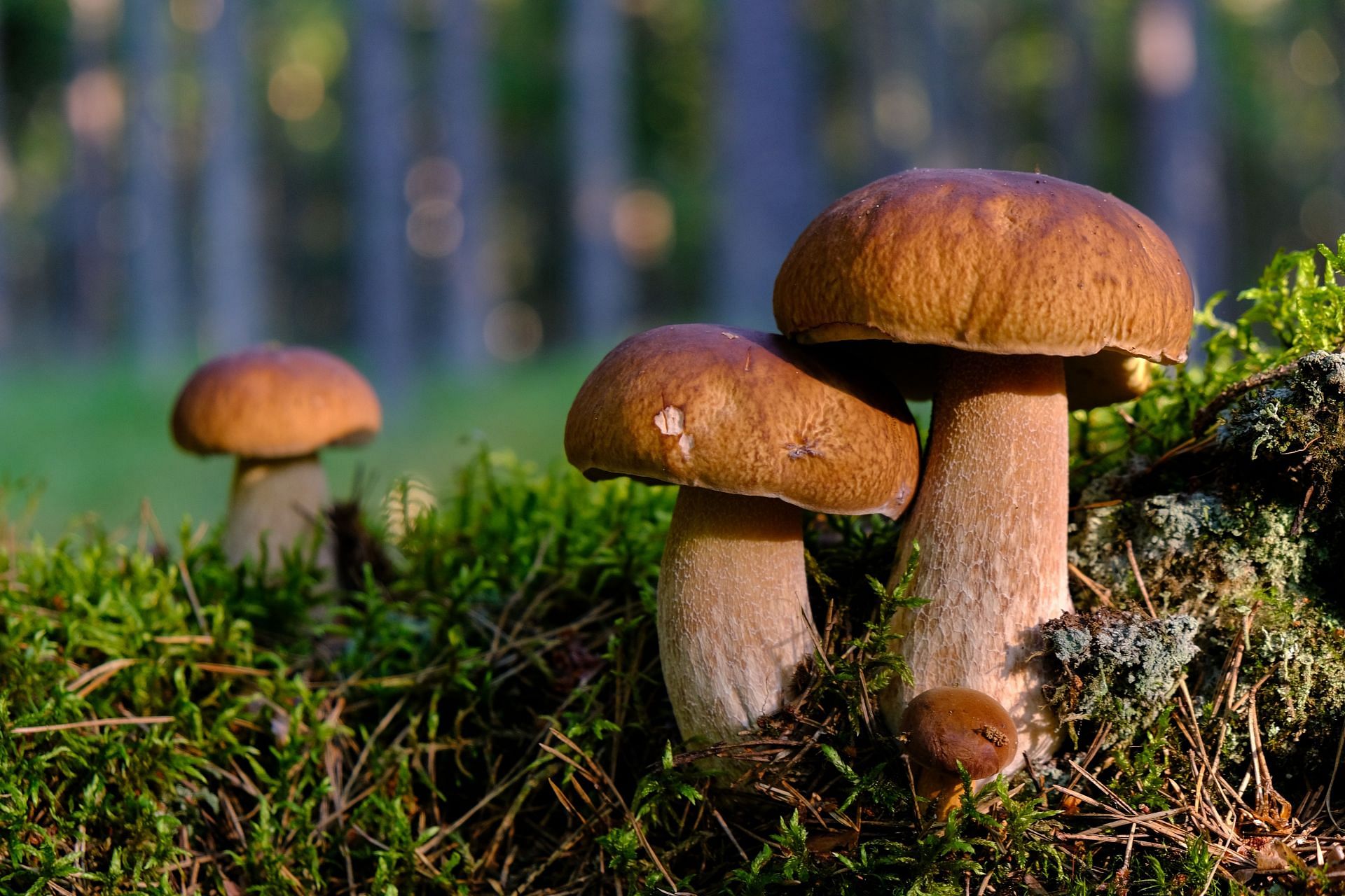 Mushrooms (Image via Unsplash/Transly)