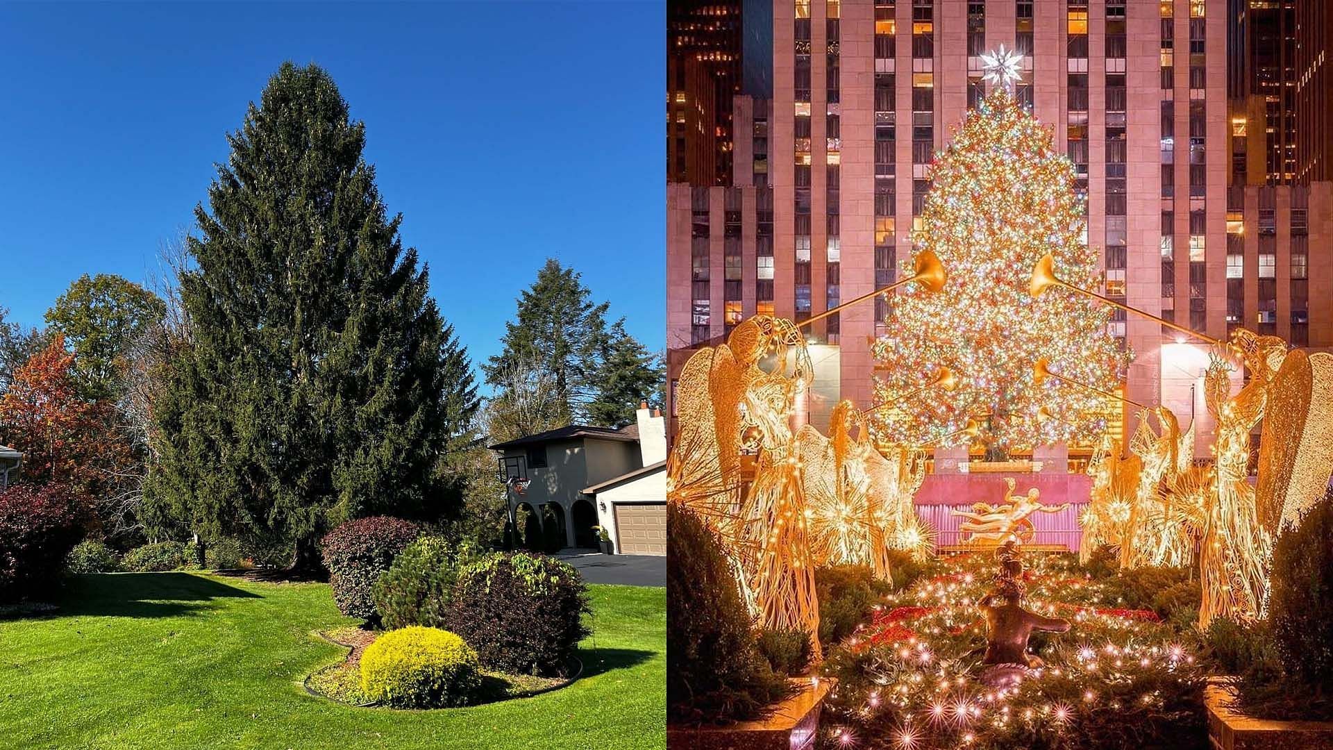 Has the Rockefeller Center Christmas tree for 2023 been chosen? Height