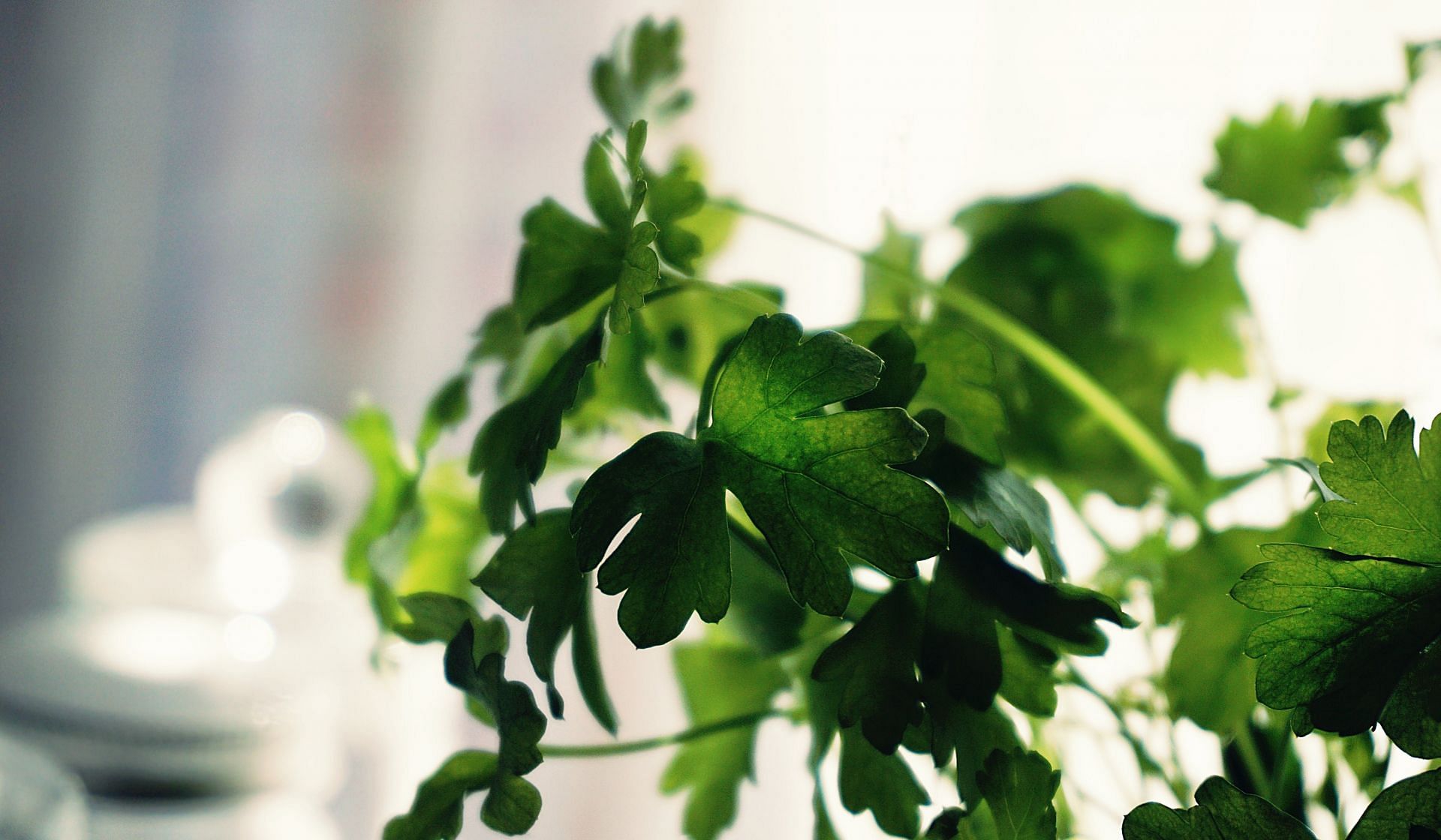 Parsley for fresh breath (image sourced via Pexels / Photo by Suzy)